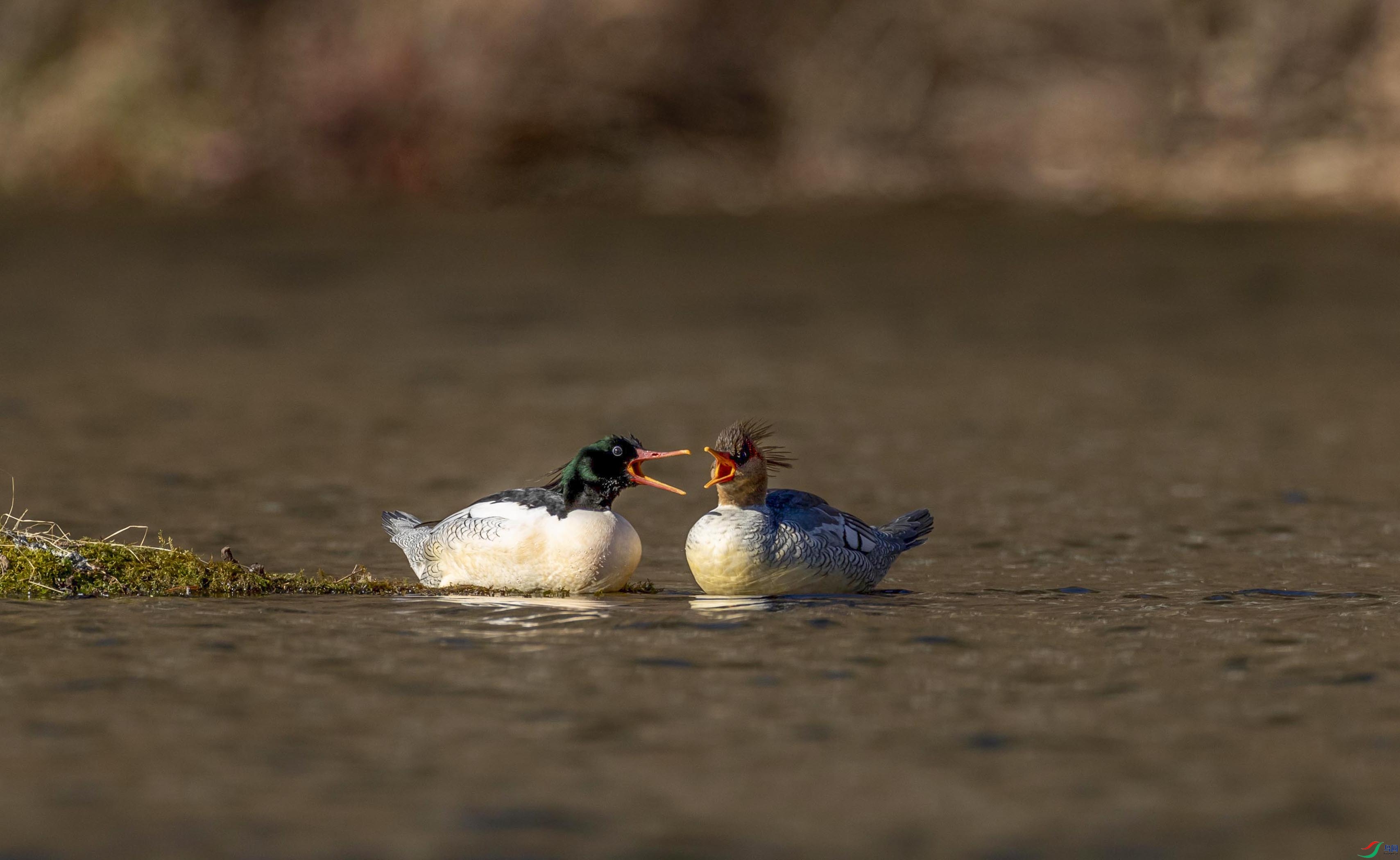 ���޶��س�