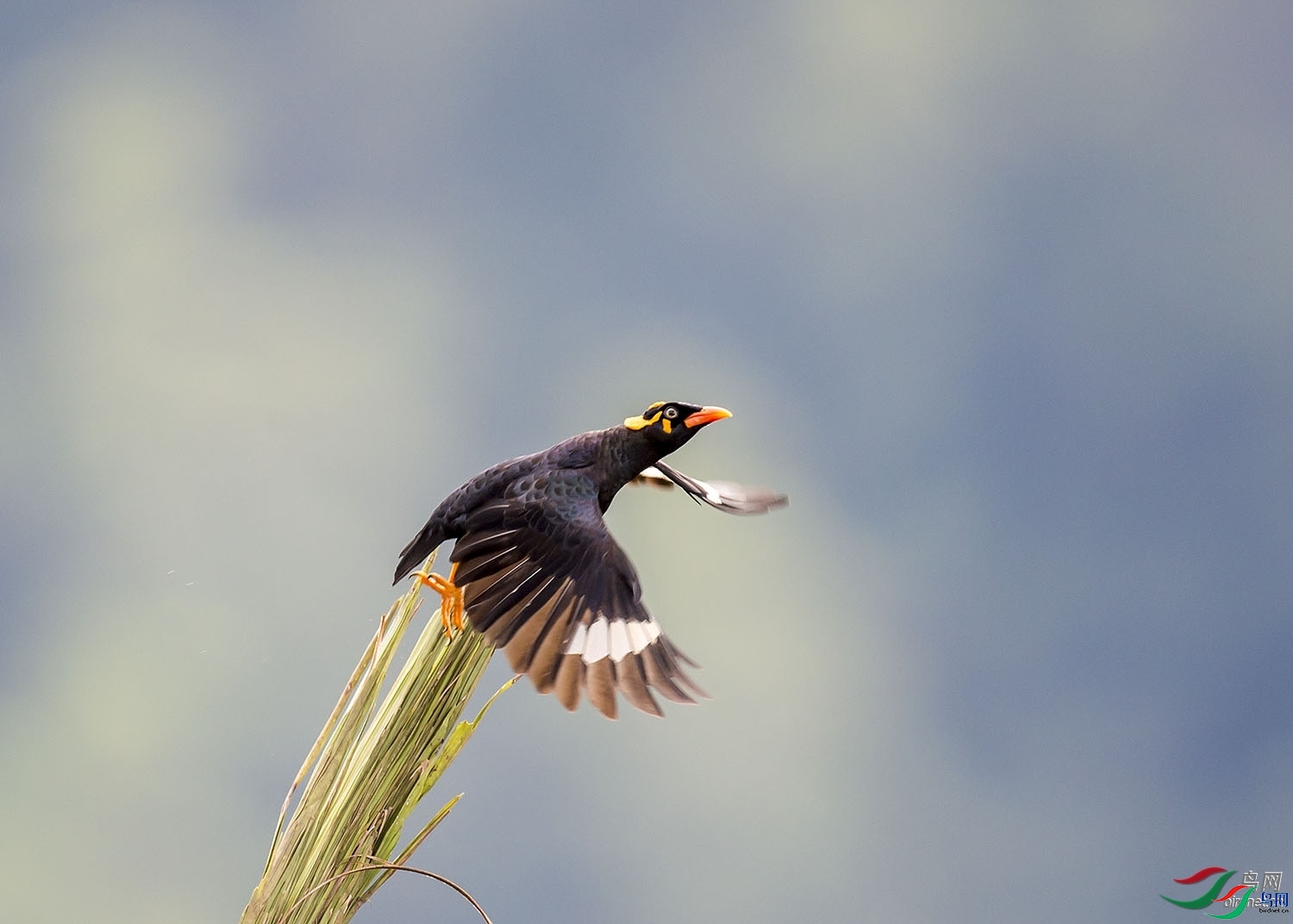 �����޽�303   ��ʦ����������ʡ.jpg