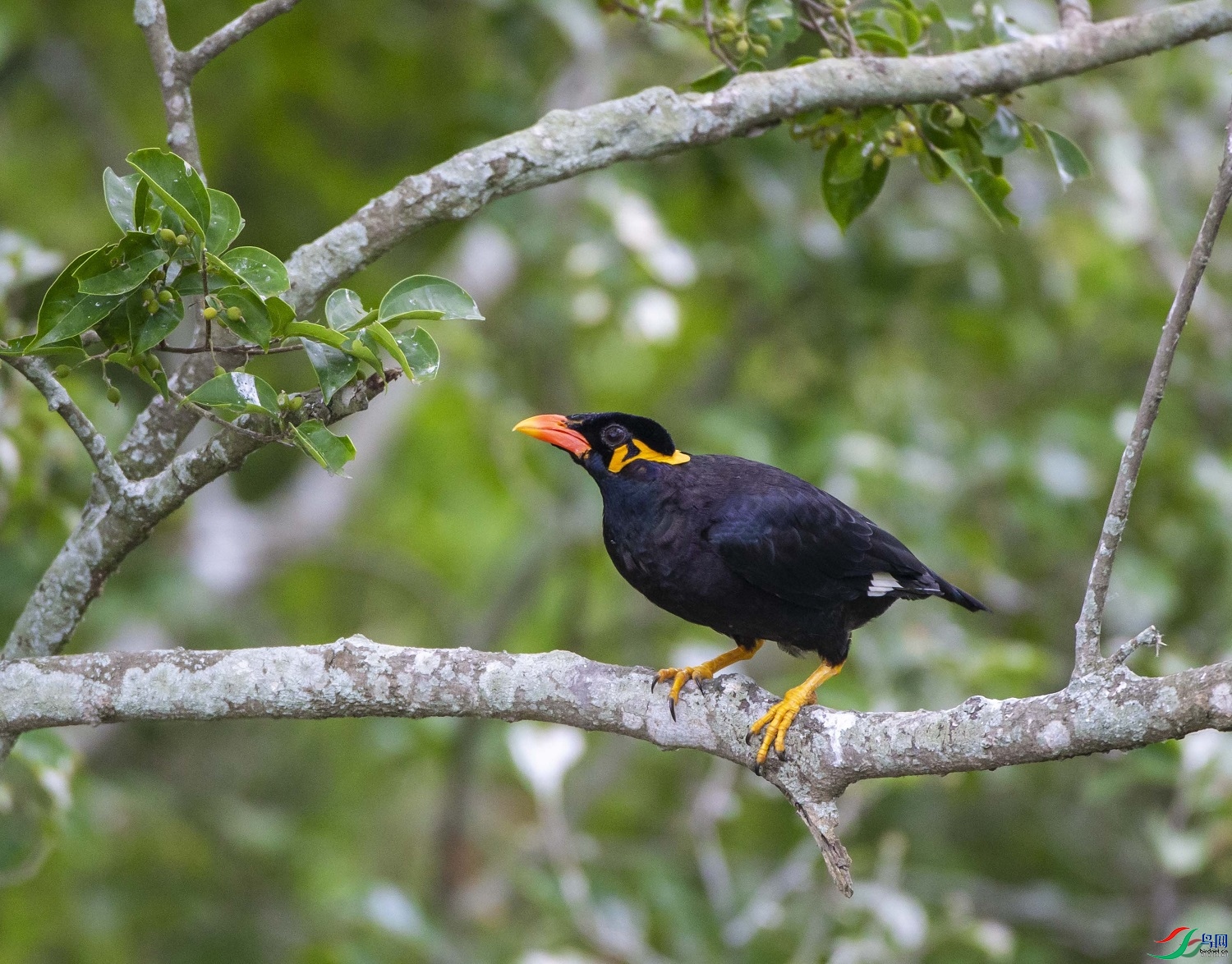 ƽ��  ��ʦ�����ڹ���׳��������������0.jpg