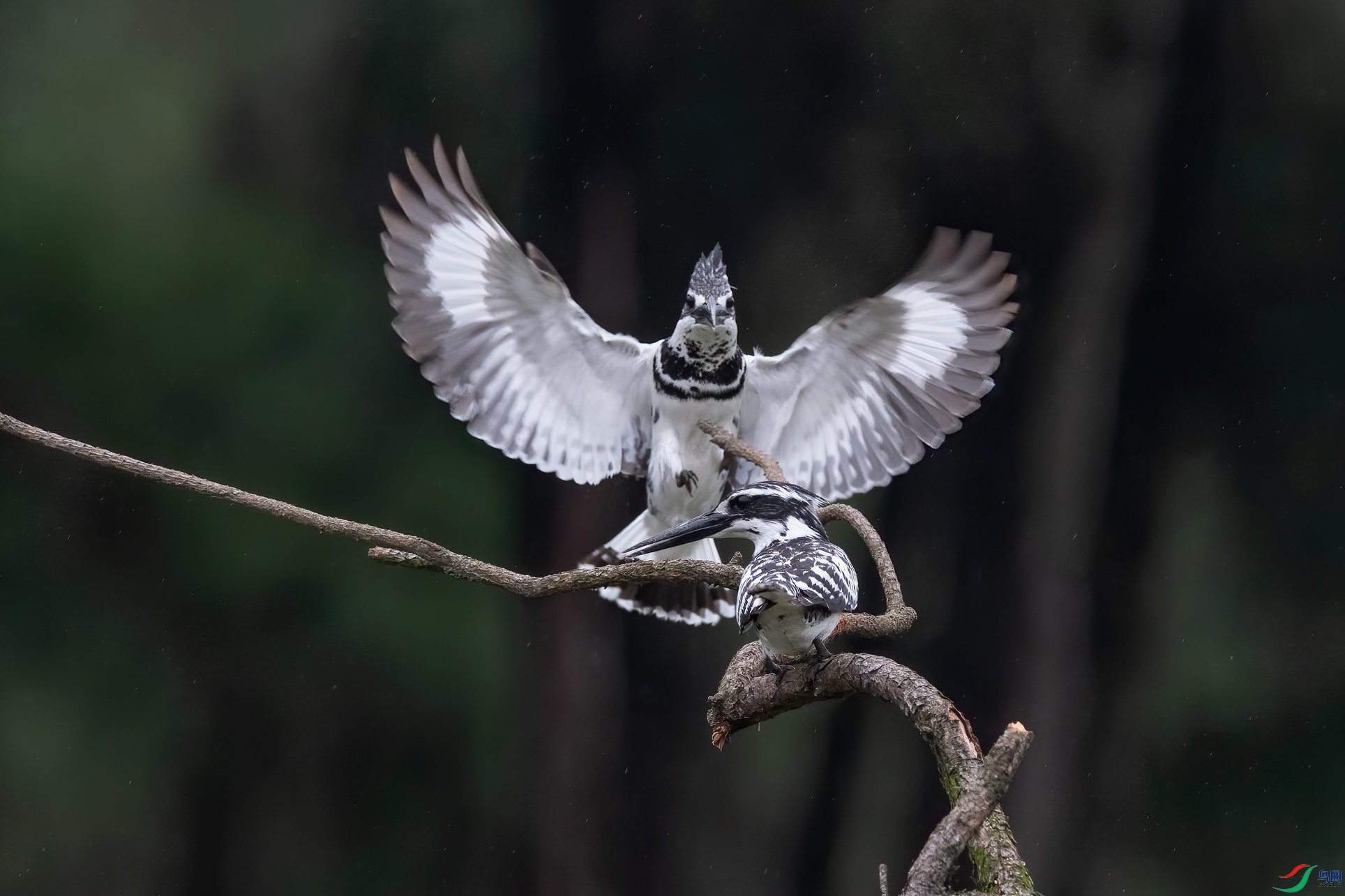 DSC_8590-1.jpg