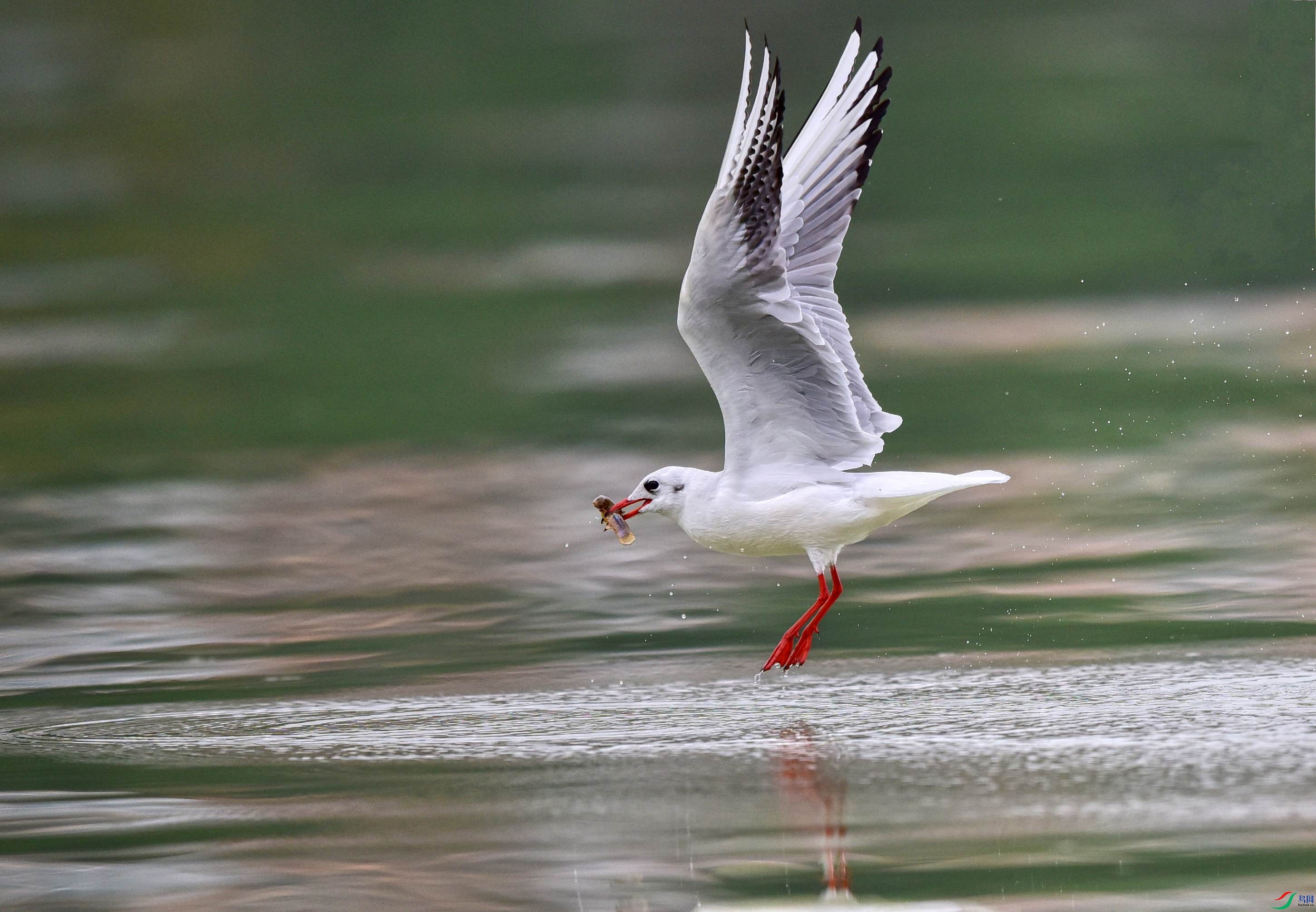 DSC_0929_conew4.jpg