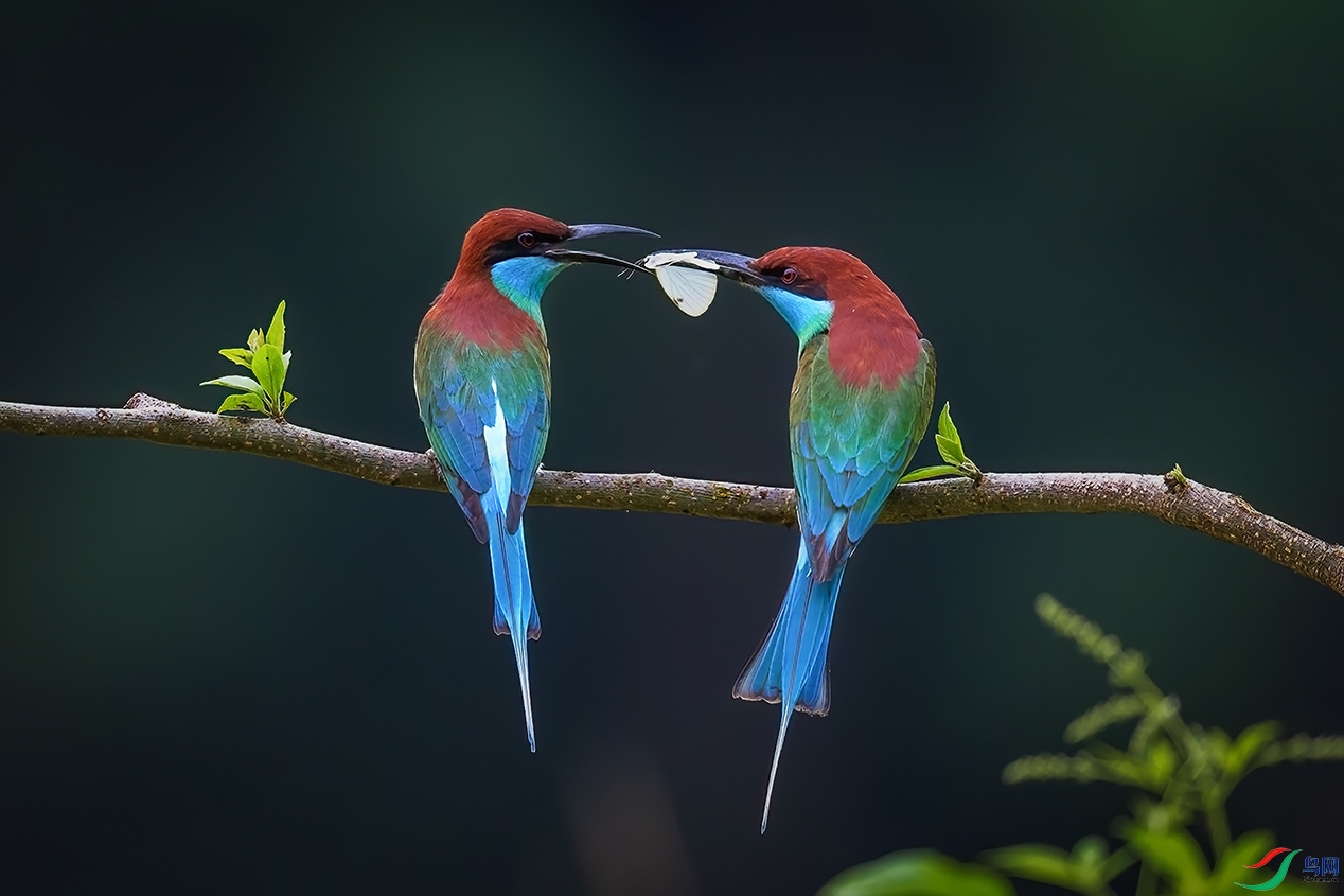 �����ں����찲����ƺ��