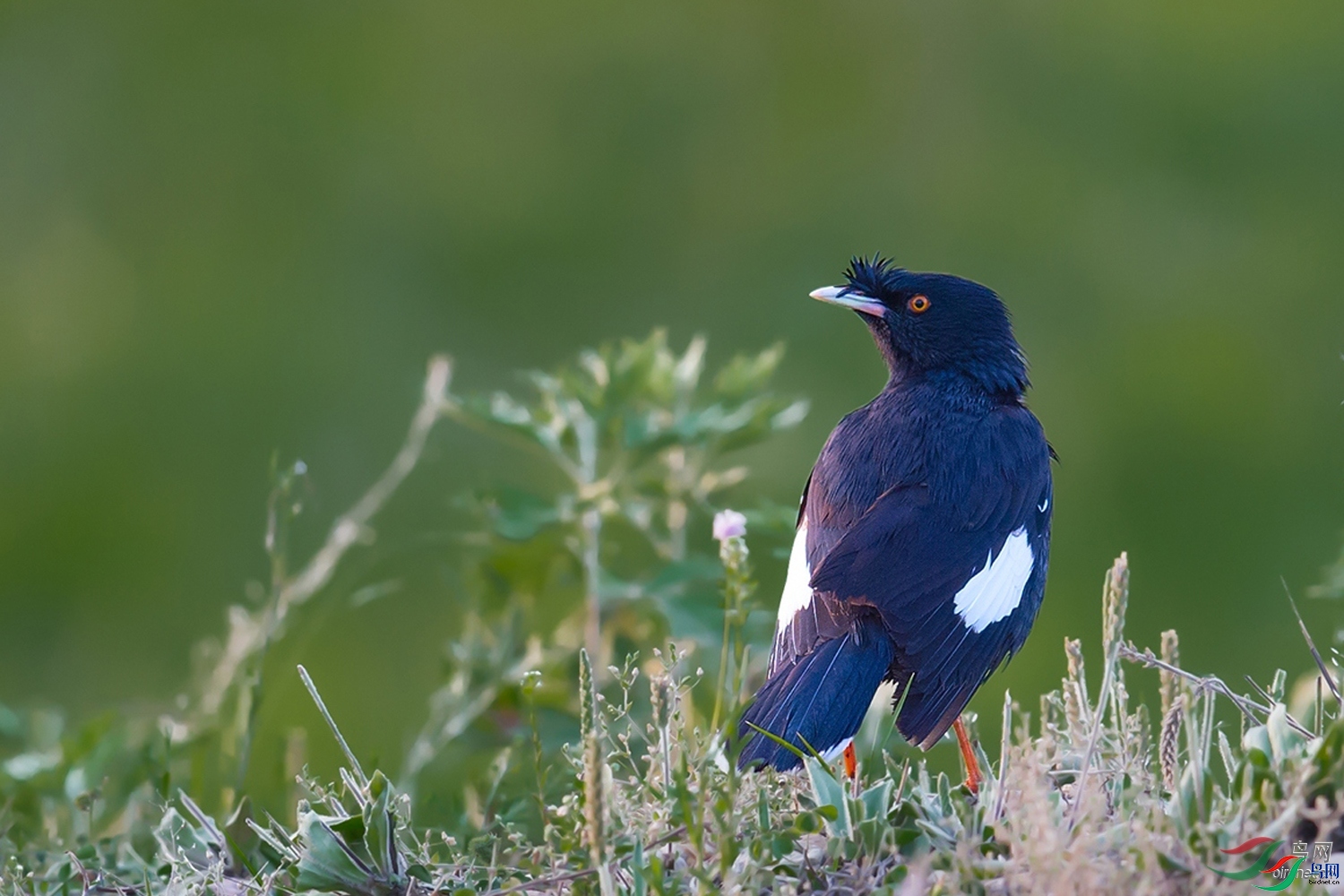 ����CHANGXIANG  ��ʦ�������Ϻ����ϻ���.jpg