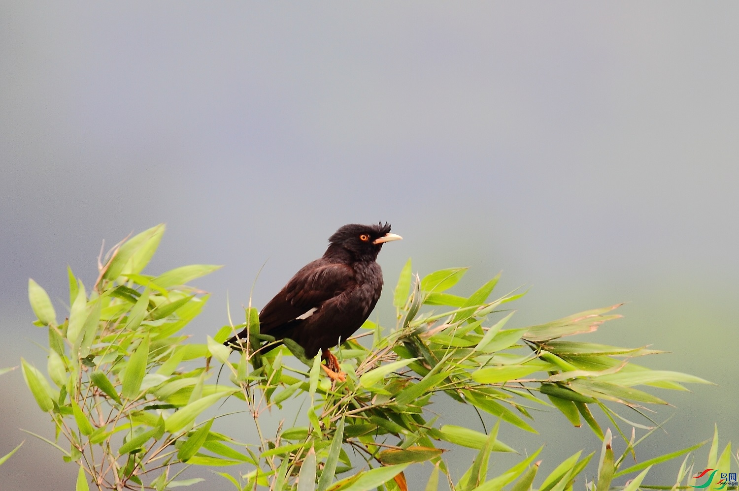 �ǲ�  ��ʦ�����ڹ㶫ʡ��ͷ��0.jpg