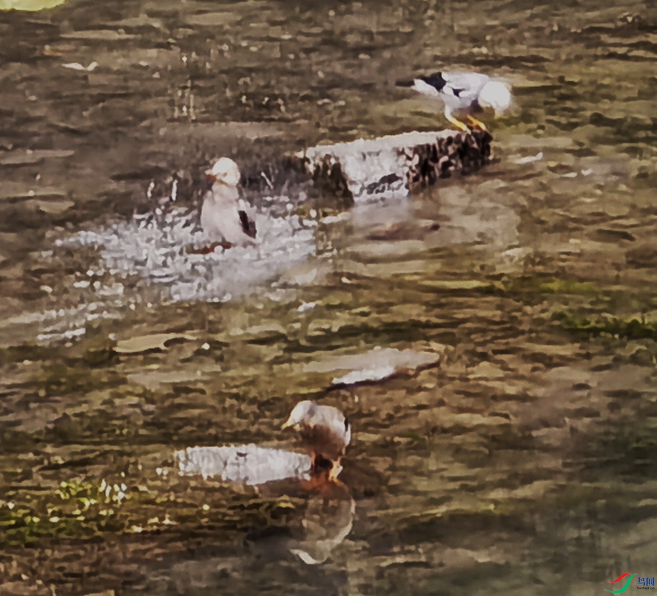 ��ֻС���ں���ϴ��