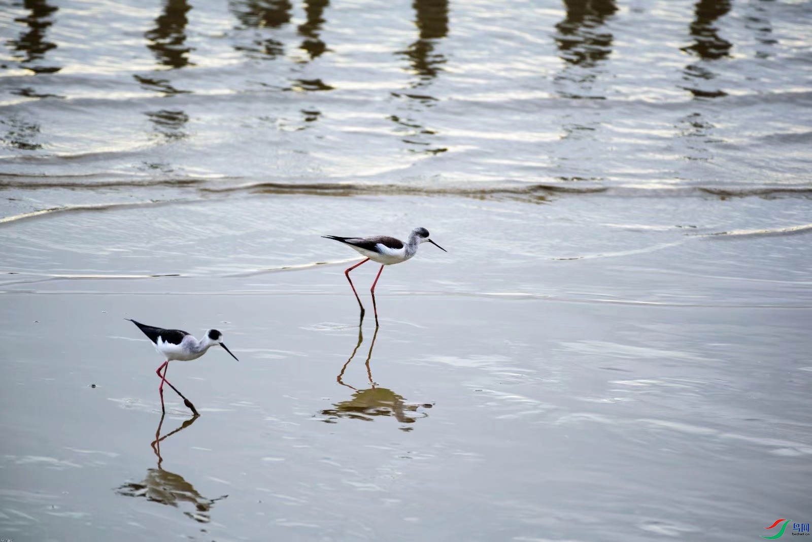 �ڳ᳤���֣�������