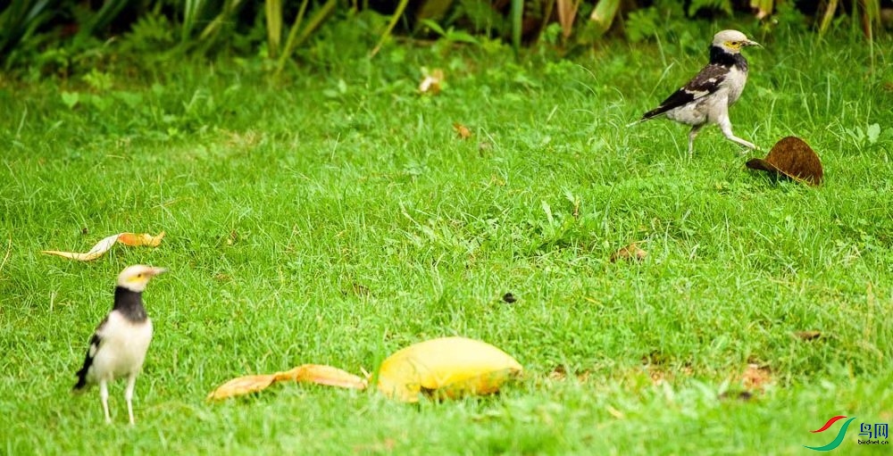 ֺ������