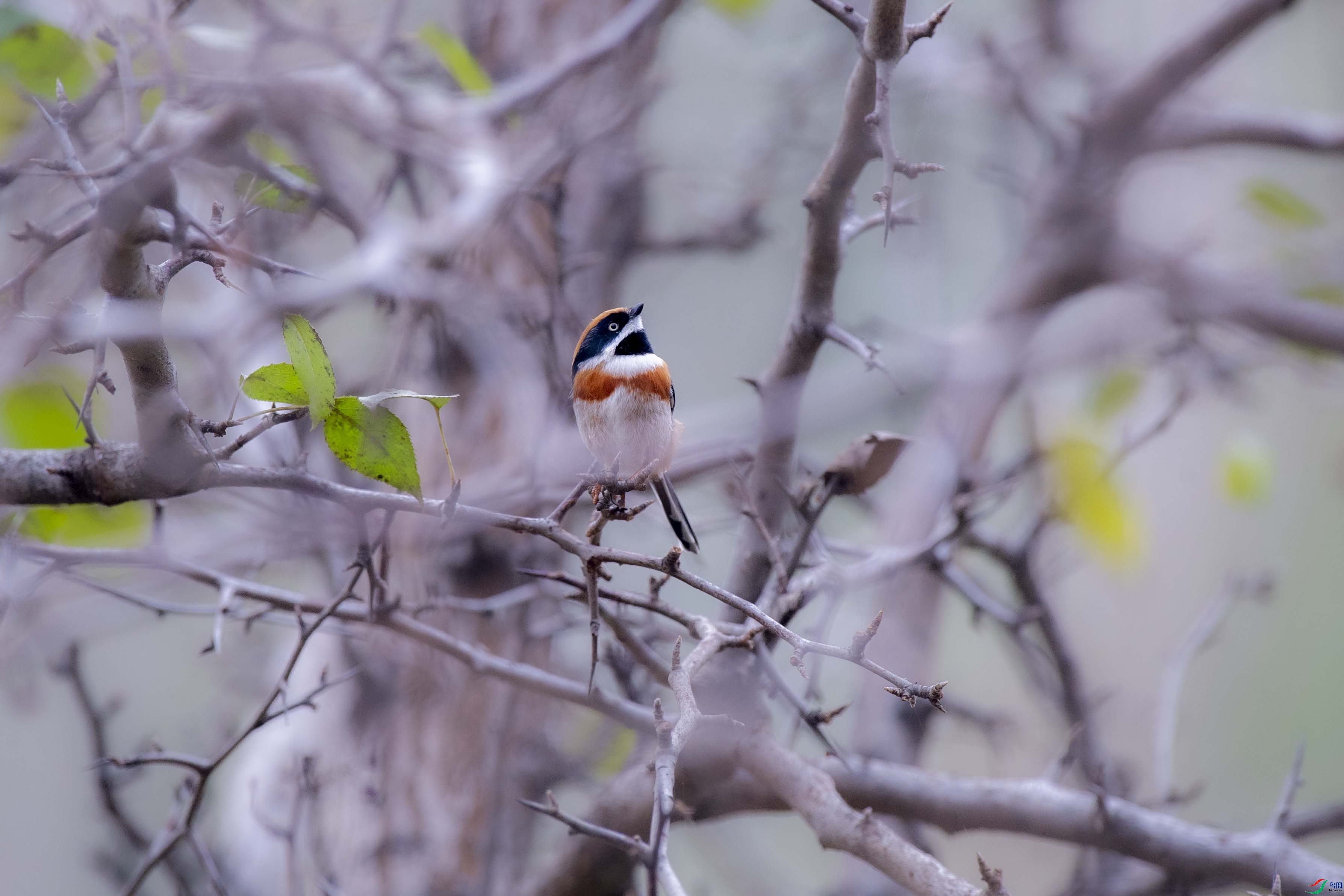 红头长尾山雀 冬天马上就要到了,红头长尾山雀在树上蹦来跳去,嬉戏