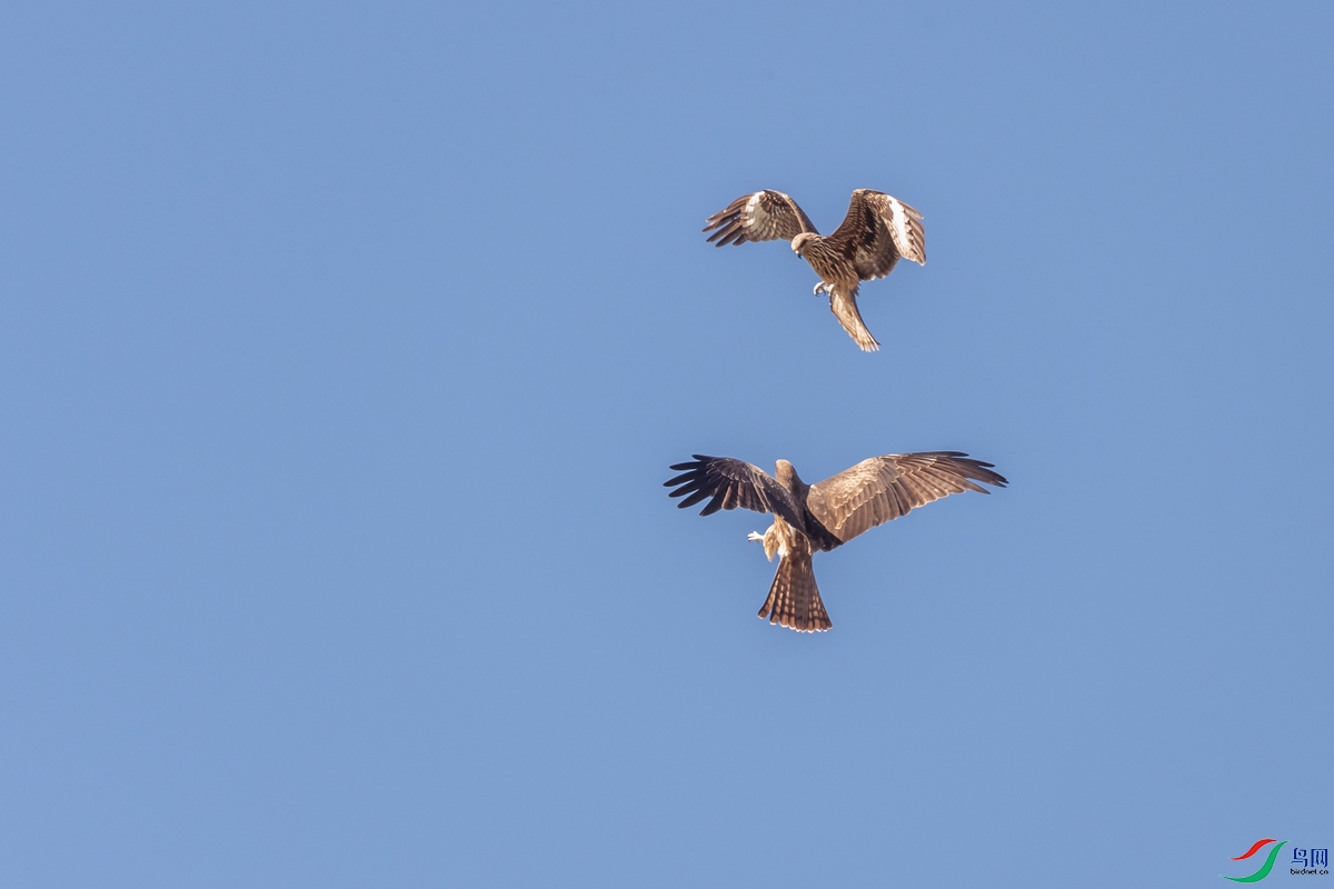 DSC_3708a.jpg