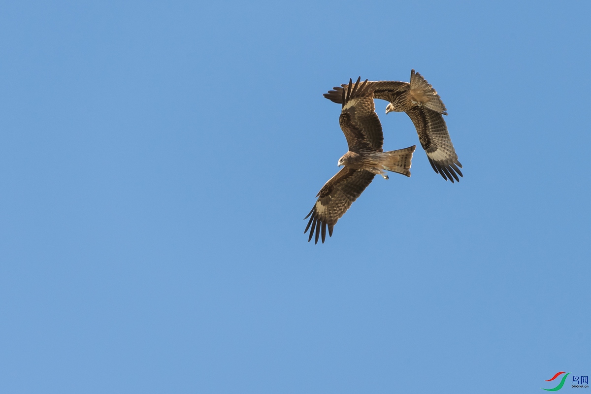 DSC_3692a.jpg