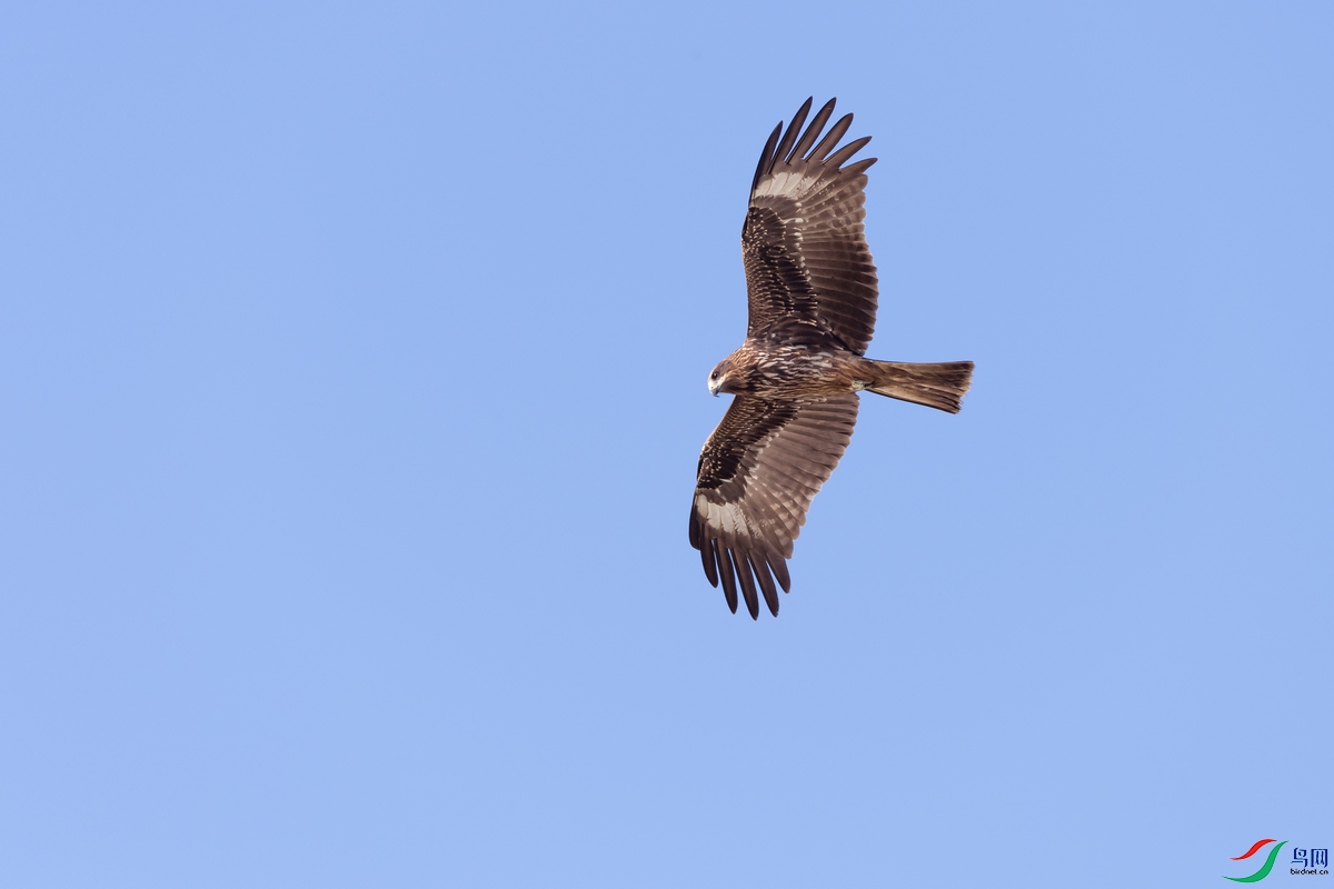DSC_3783a.jpg