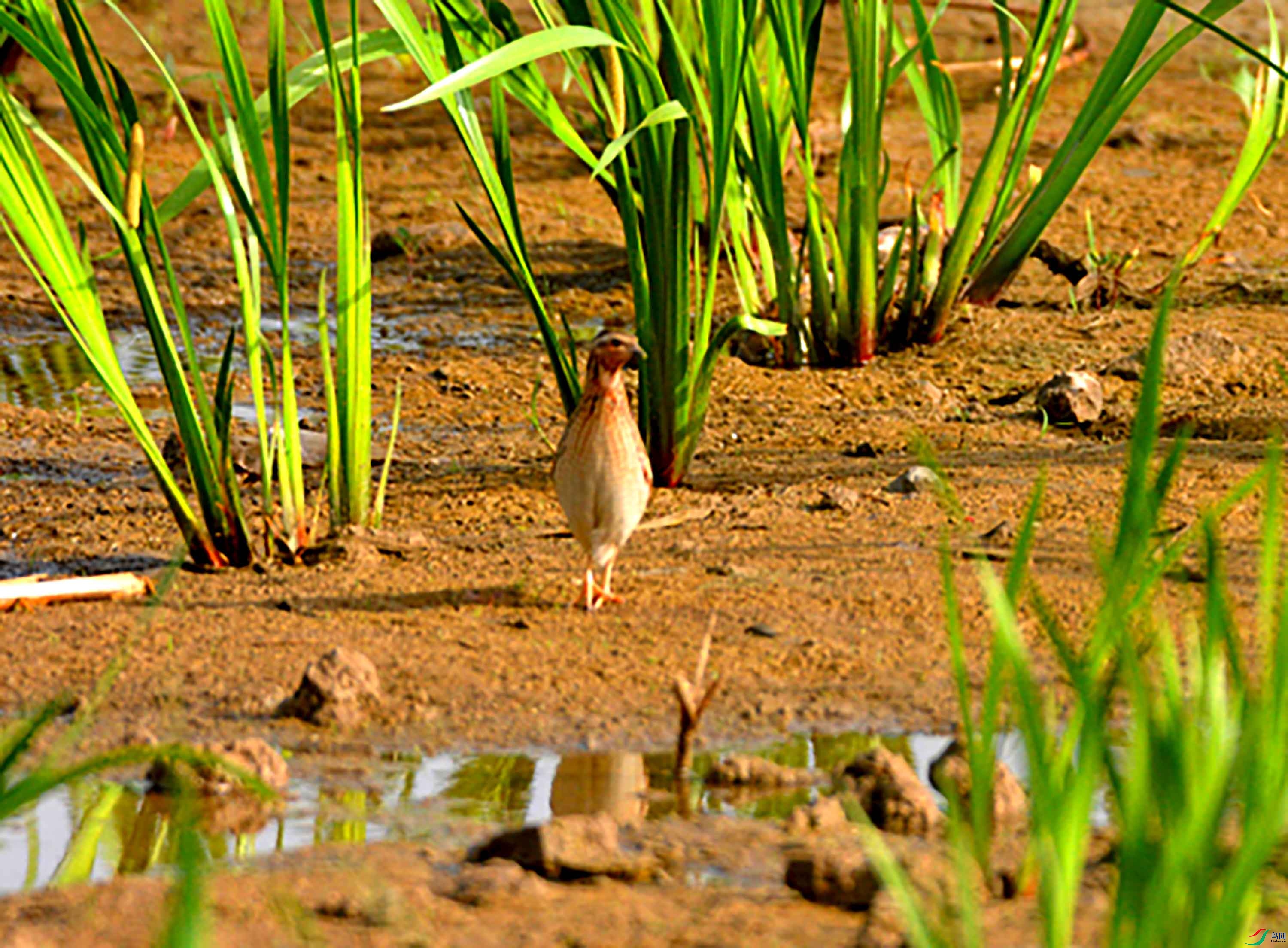 只看飞难拍的野鹌鹑摄于北京