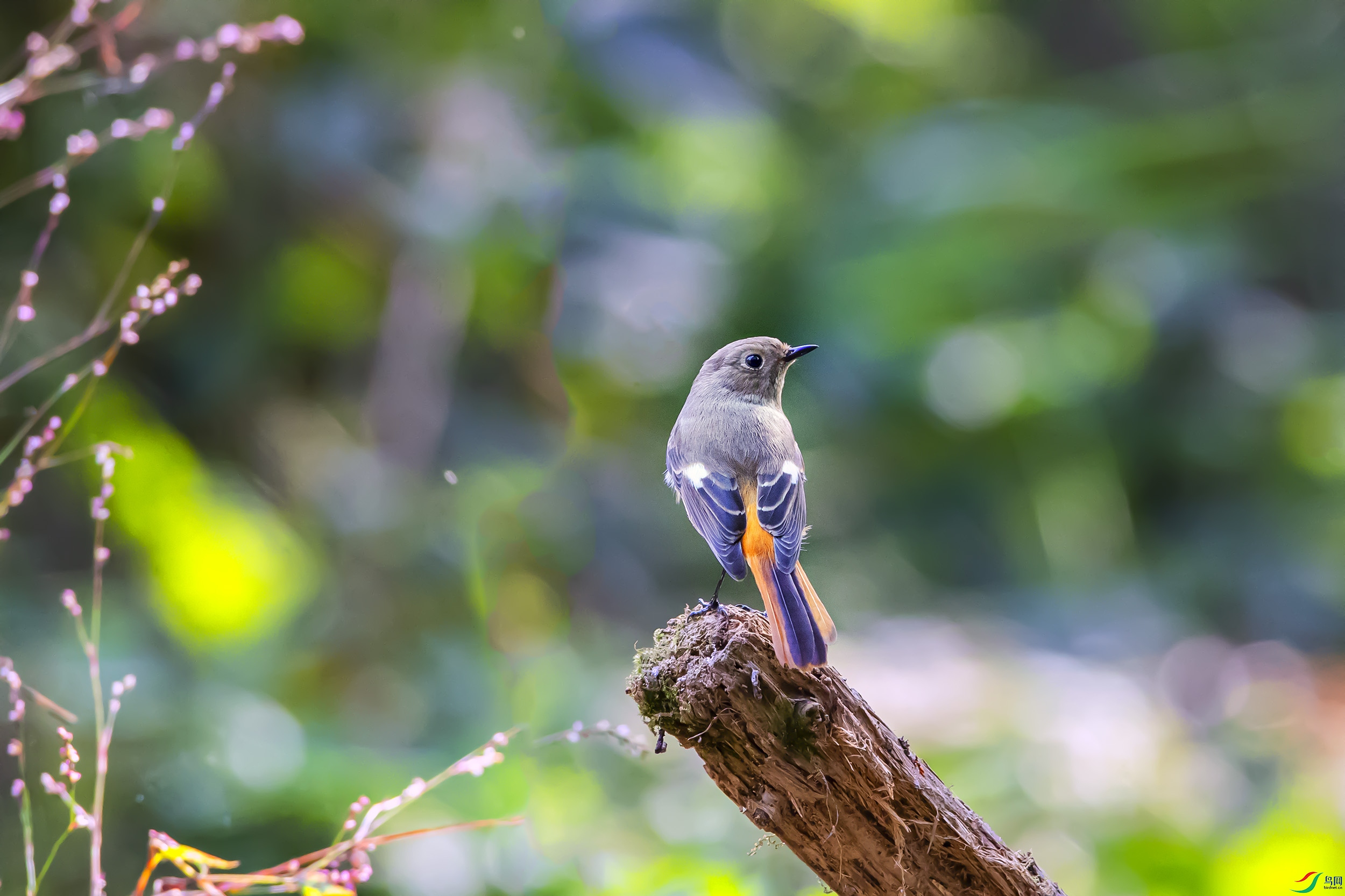 AS7I3546---1 ����β�.jpg