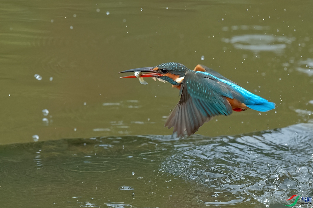 DSC_5175_DxOa.jpg
