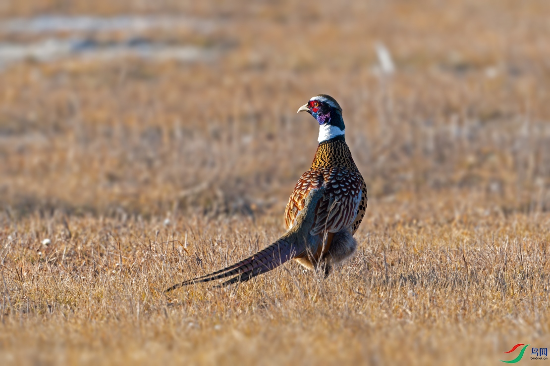_DSC4120--�ȴ�.jpg