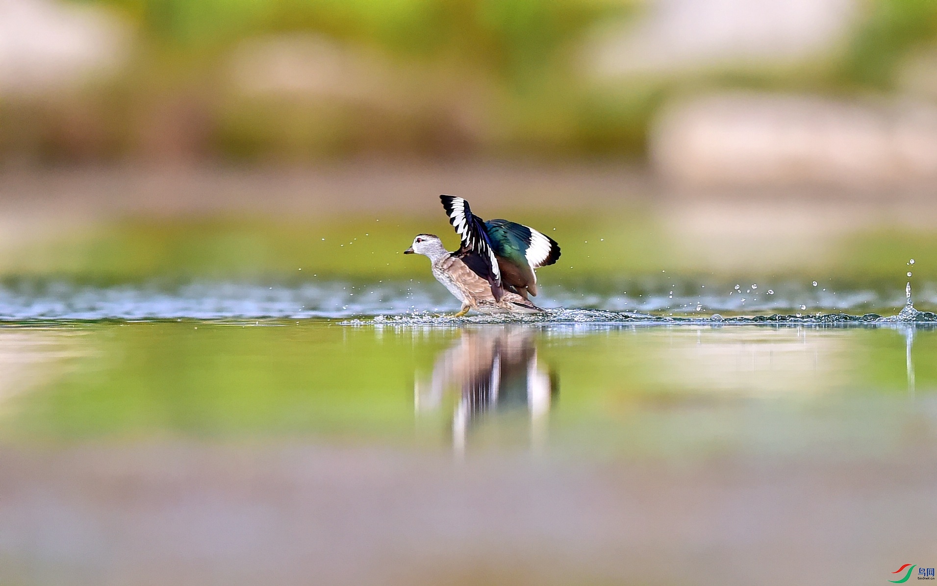 DSC_5366_conew2.jpg