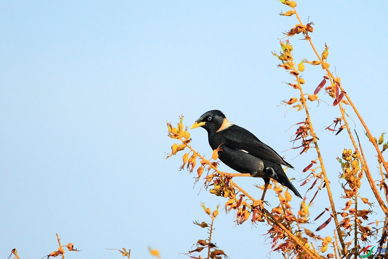 �Ա��˲���  ��ʦ����������ʡ�º���徰����������ӯ����.jpg