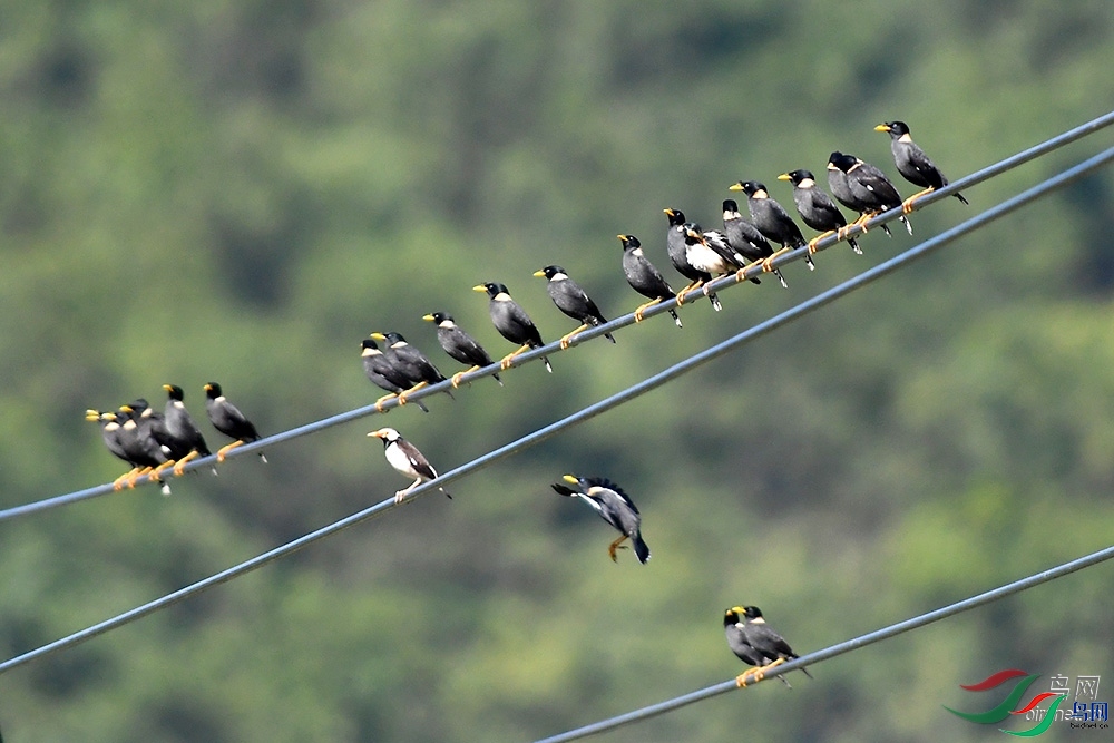 ɭ��  ��ʦ����������ʡ�º���徰����������ӯ����.jpg