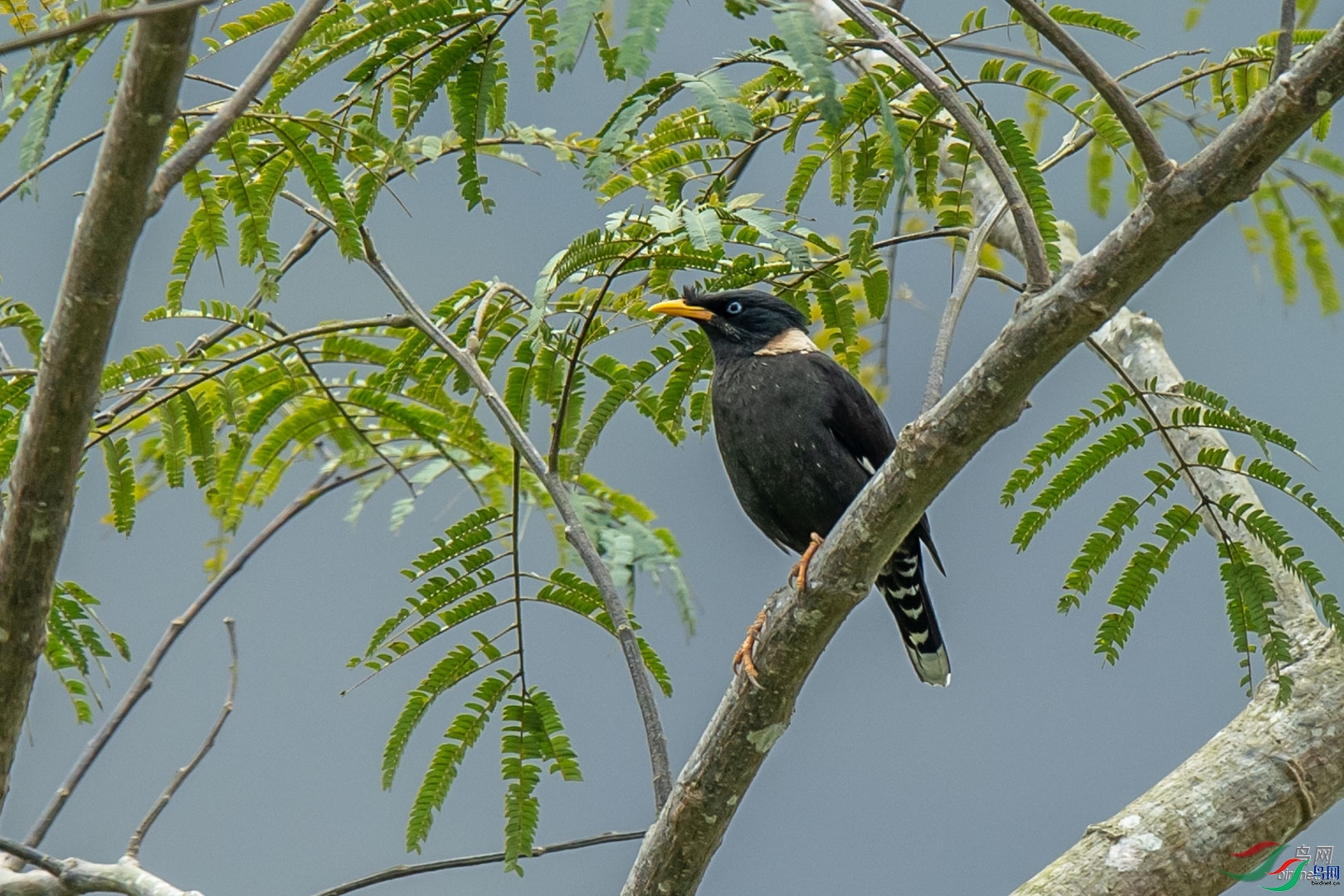 �ķ�ľ��  ��ʦ����������ʡ�º���徰����������ӯ����.jpg