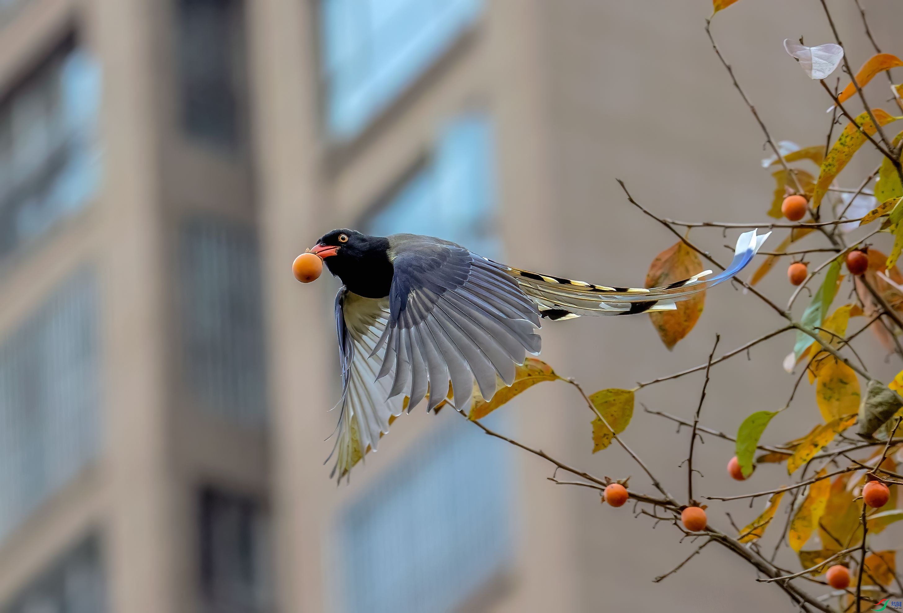 ������ȵ