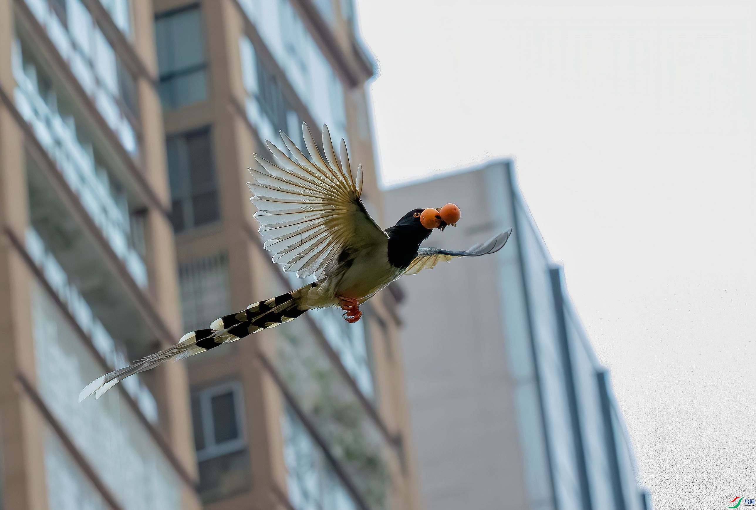 ������ȵ