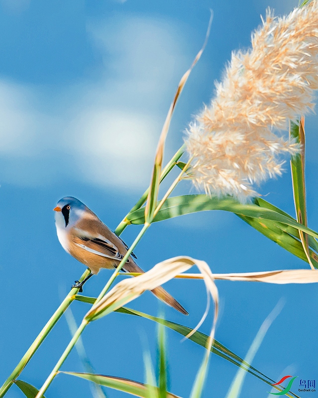 _DSC4459_1-����.jpg