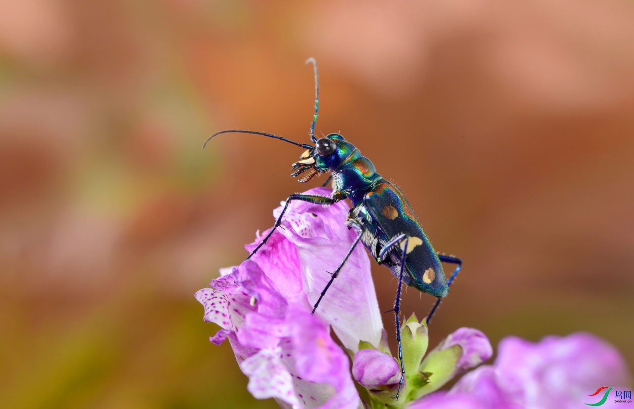 DSC_0145.JPG