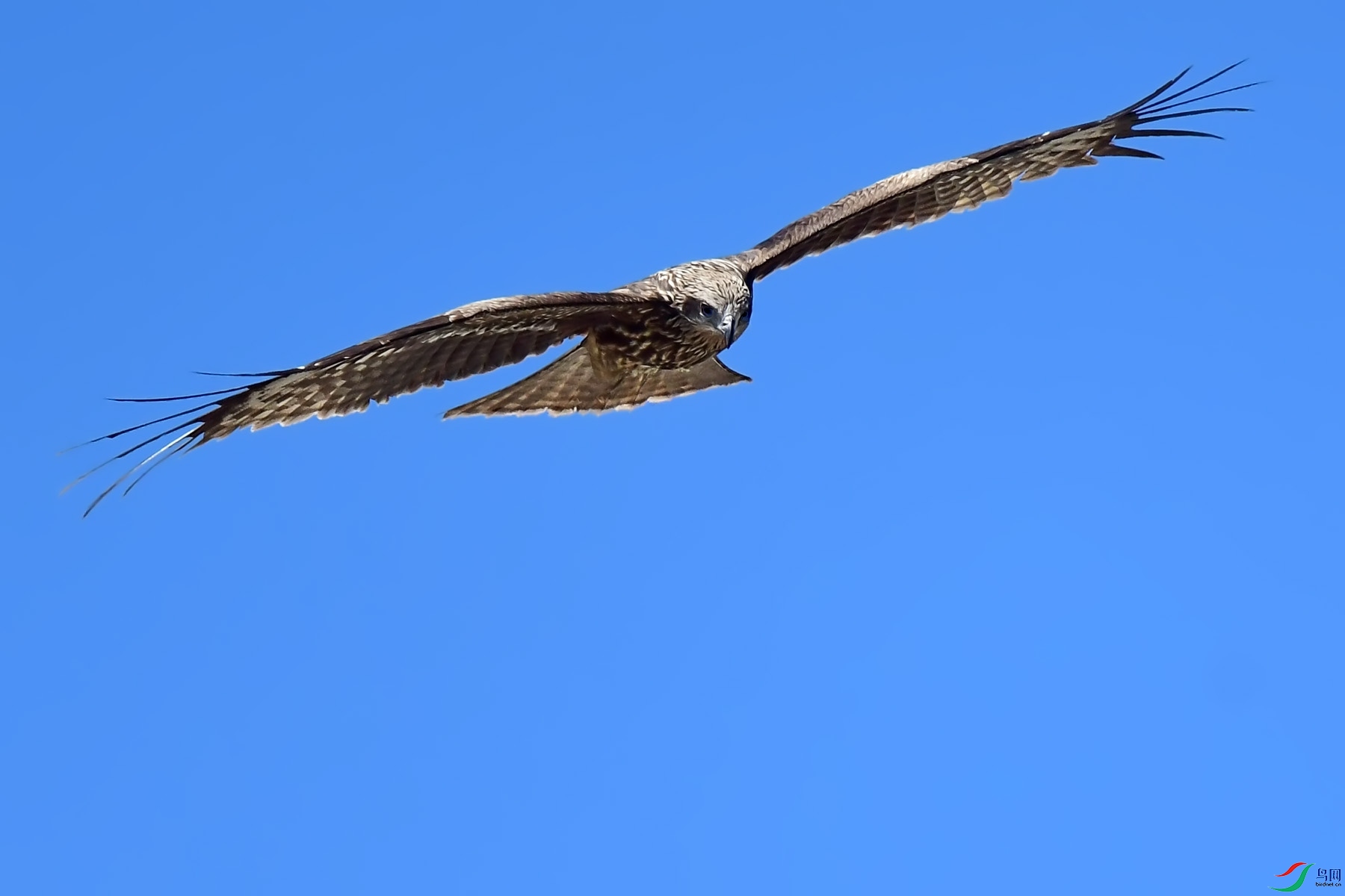 DSC_4202.jpg