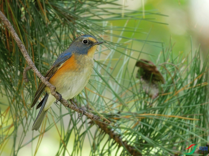 P7290507 - ���� - ����.JPG