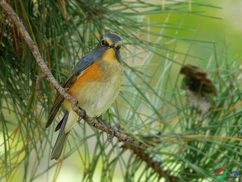 P7290528 - ���� - ����.JPG