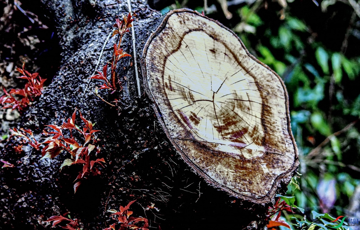 ����ɽ�羰) (8)-2.jpg