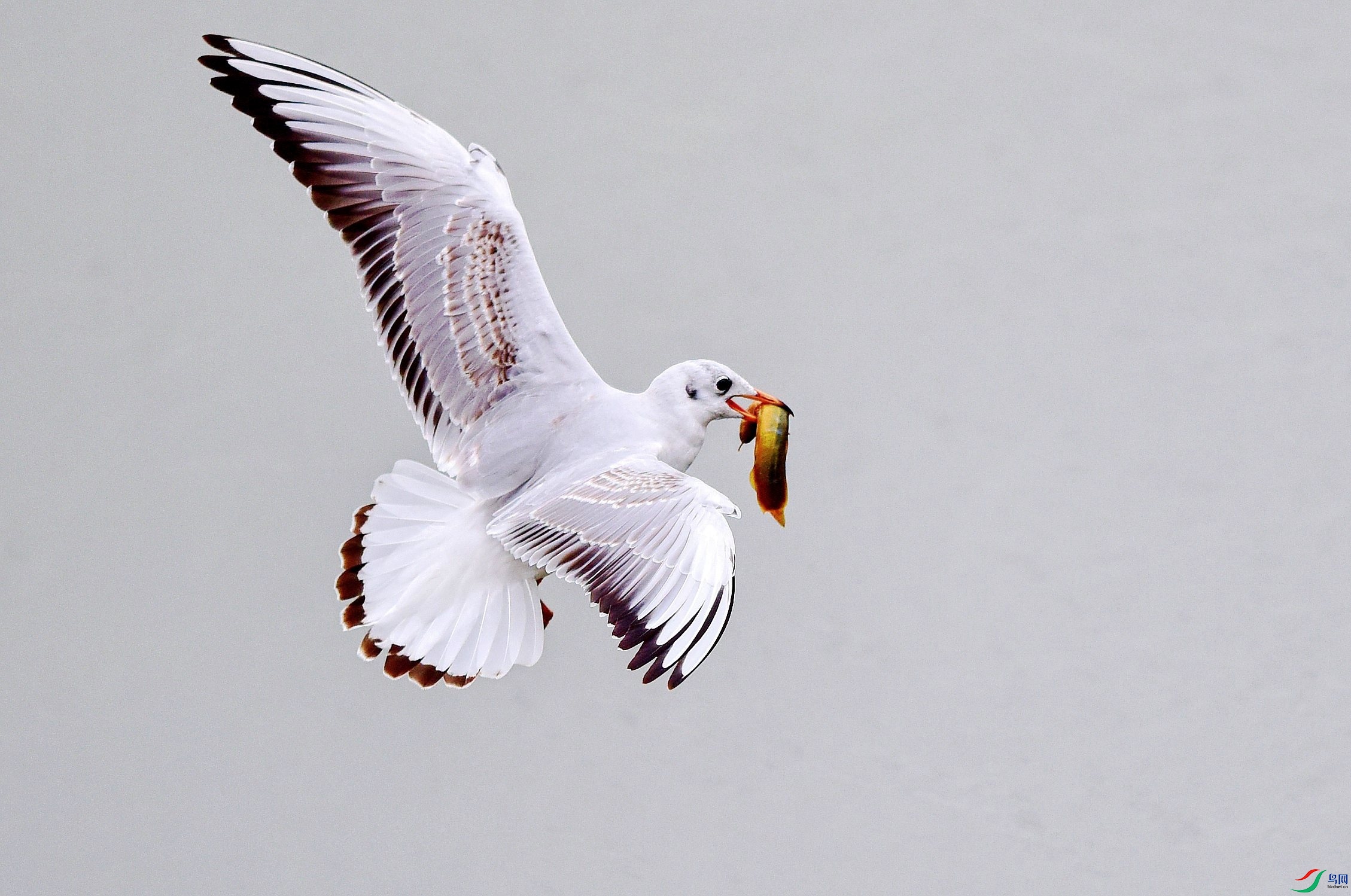 DSC_1109_conew4.jpg