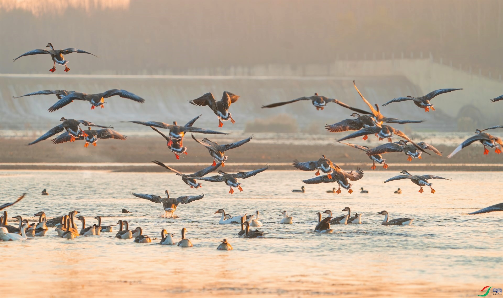 DSC01053-denoise-denoise (2).jpg