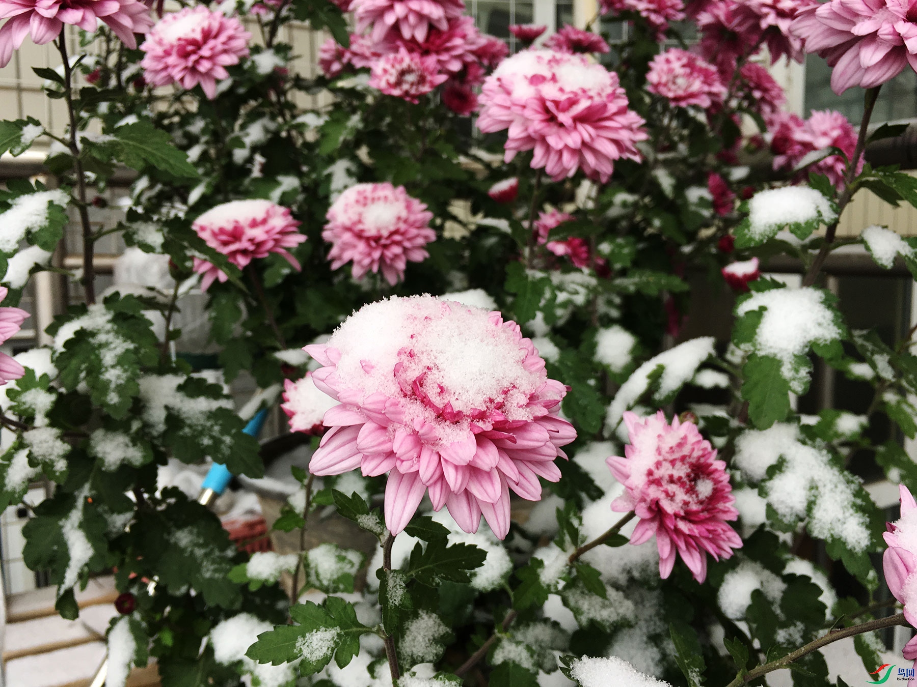 ��ѩ�ļ���