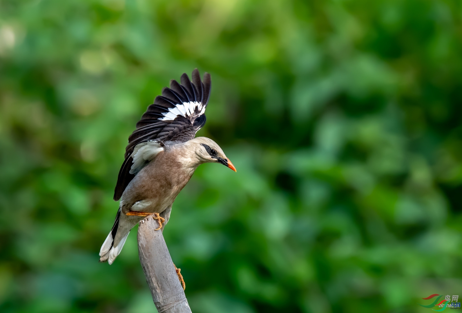 �ķ�ľ��  ��ʦ����������ʡ�º���徰���������� ӯ����.jpg