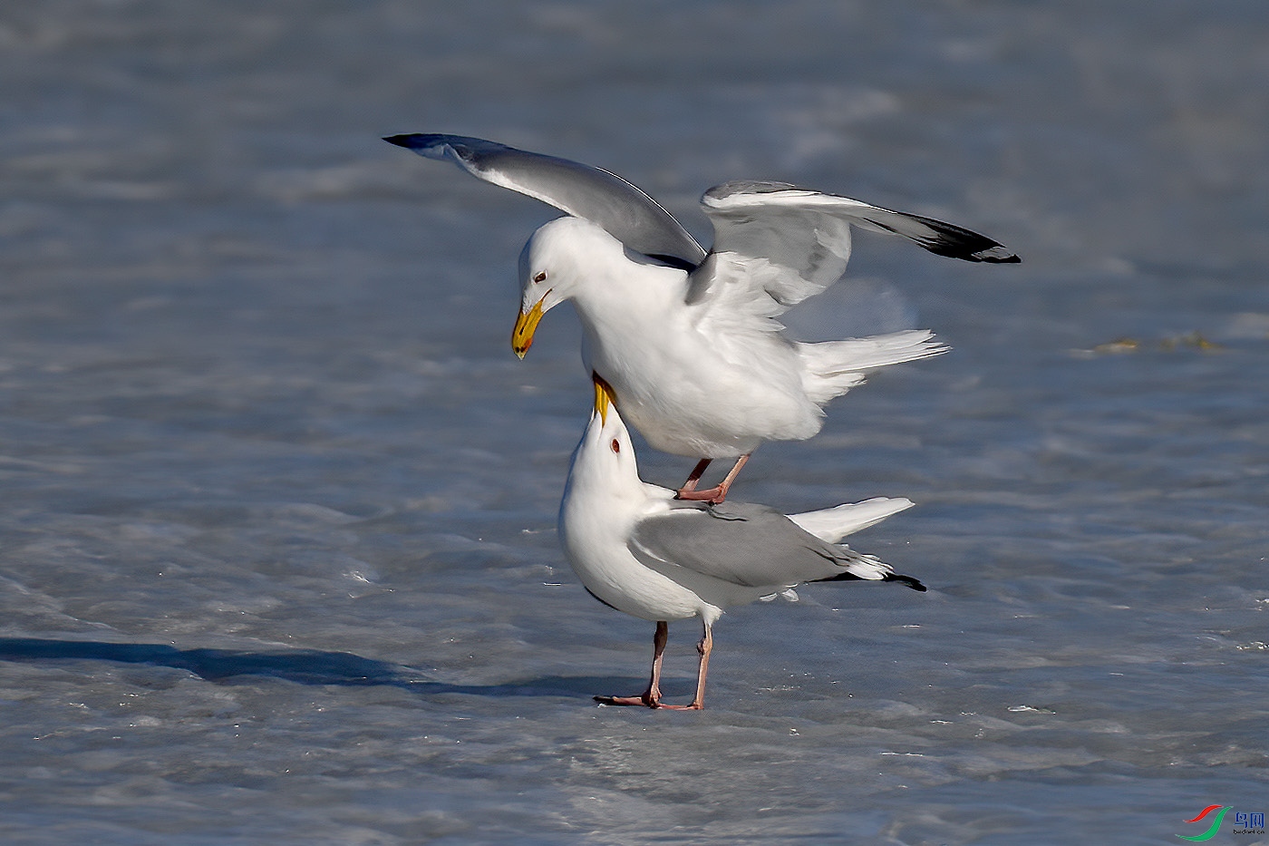 DSC_5829aaa.jpg