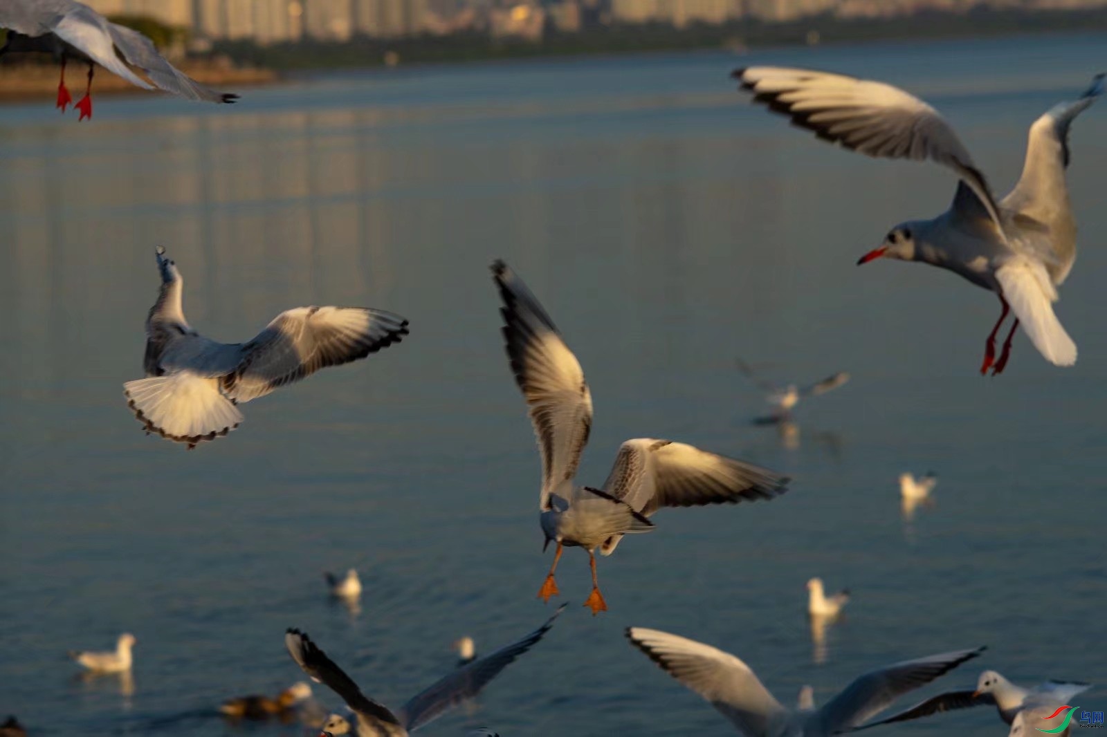 ���ڣ�������