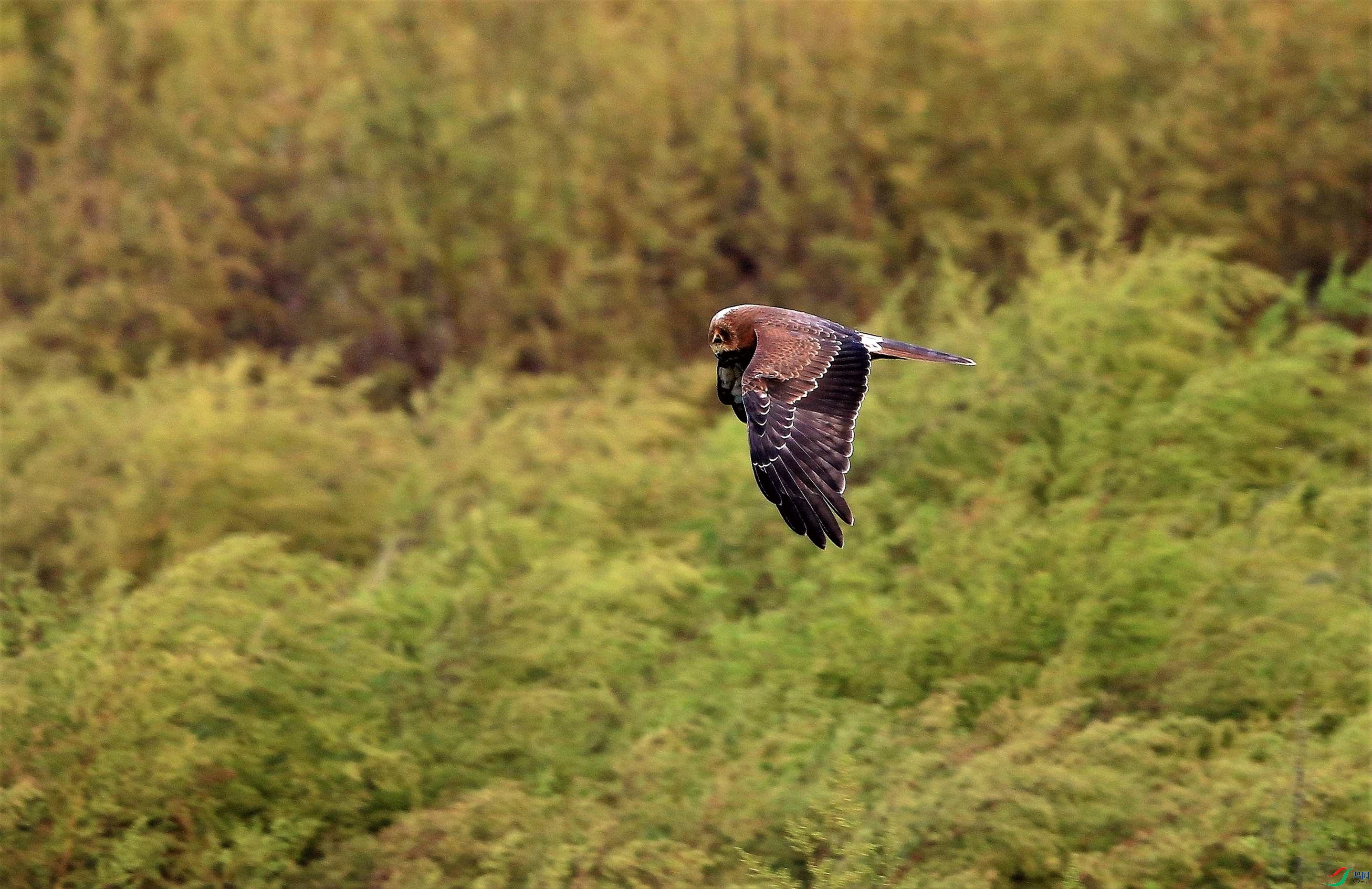 ��β�� (13).JPG