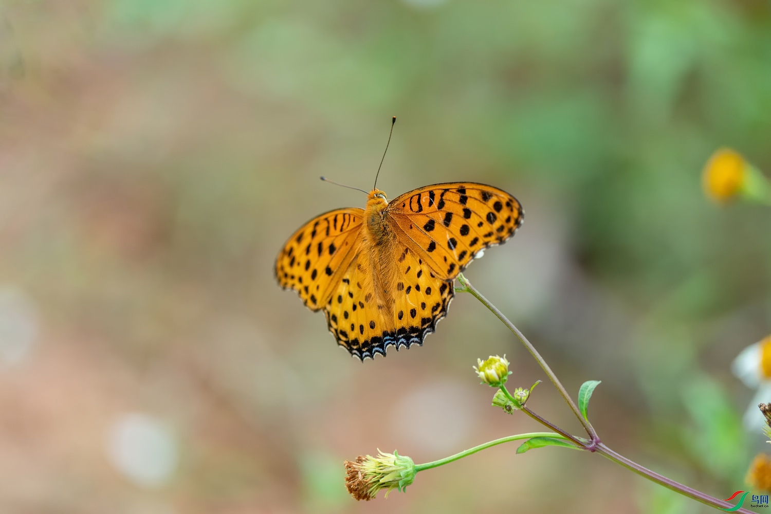 A9D05262a.jpg