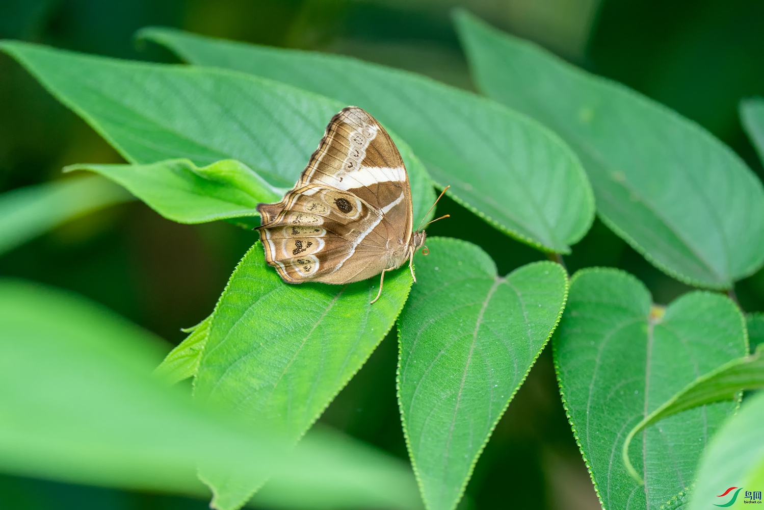 A9D05336a.jpg