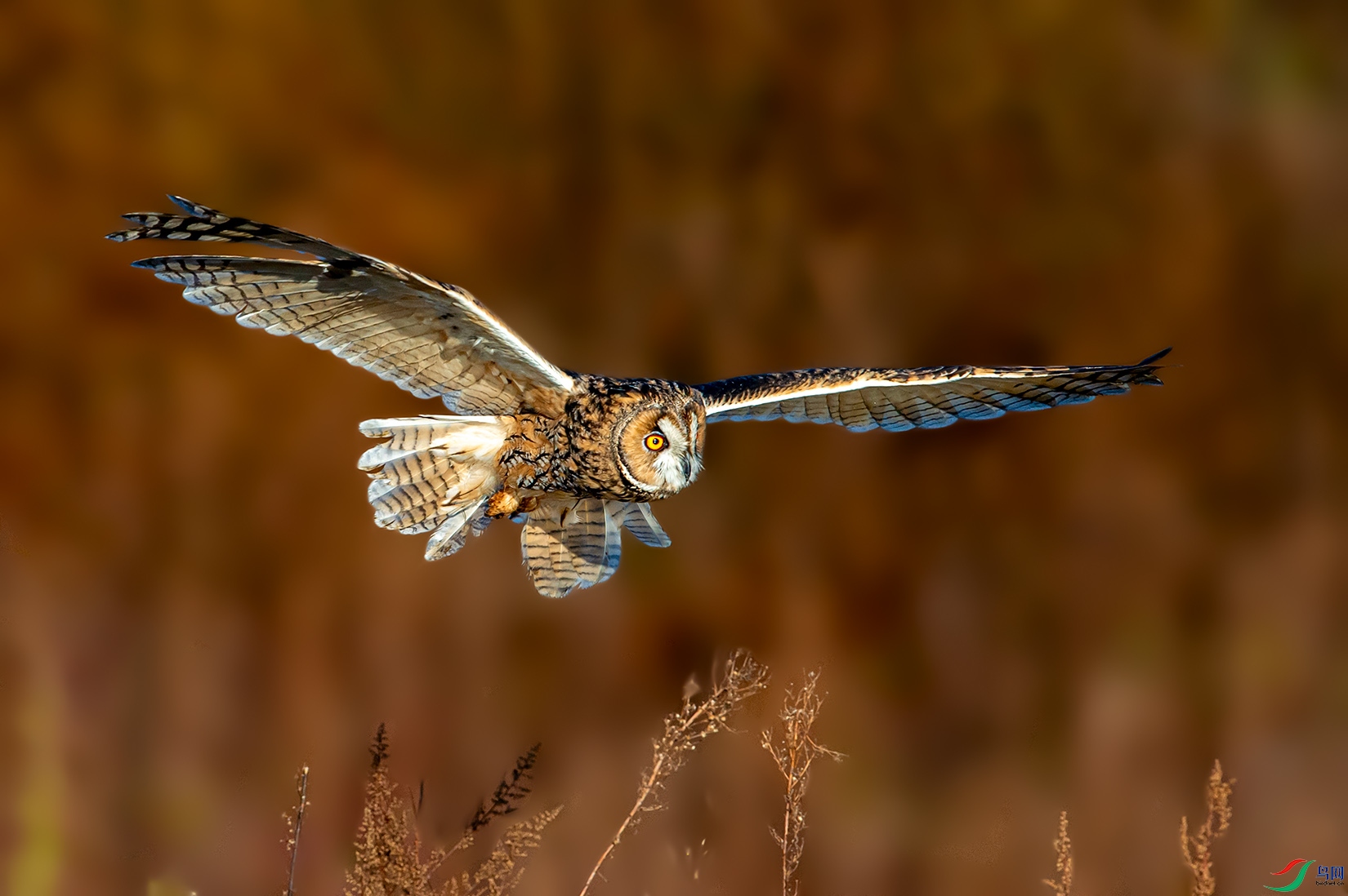 DSC_8028-a.jpg