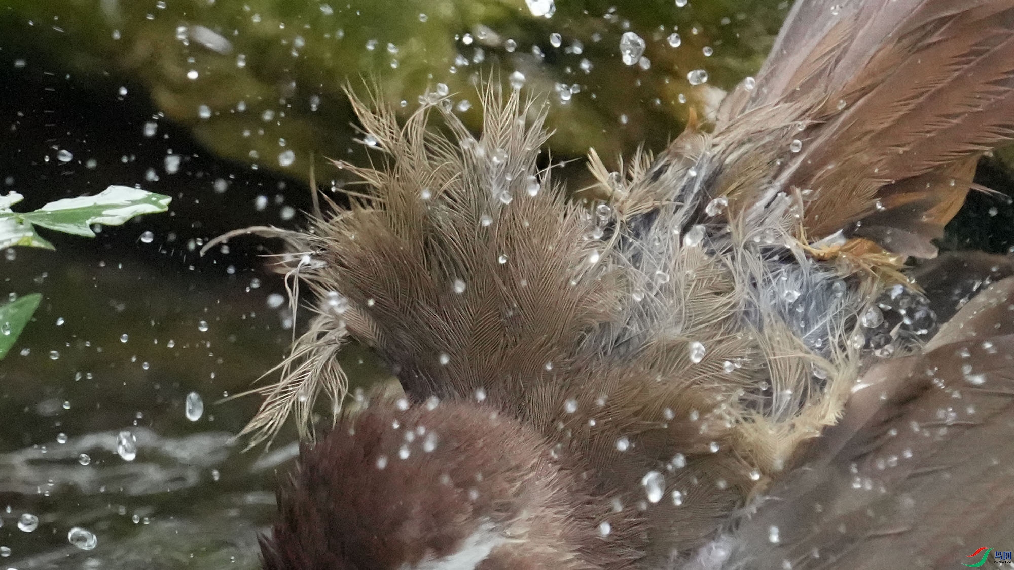 �׼�����Ϸˮ