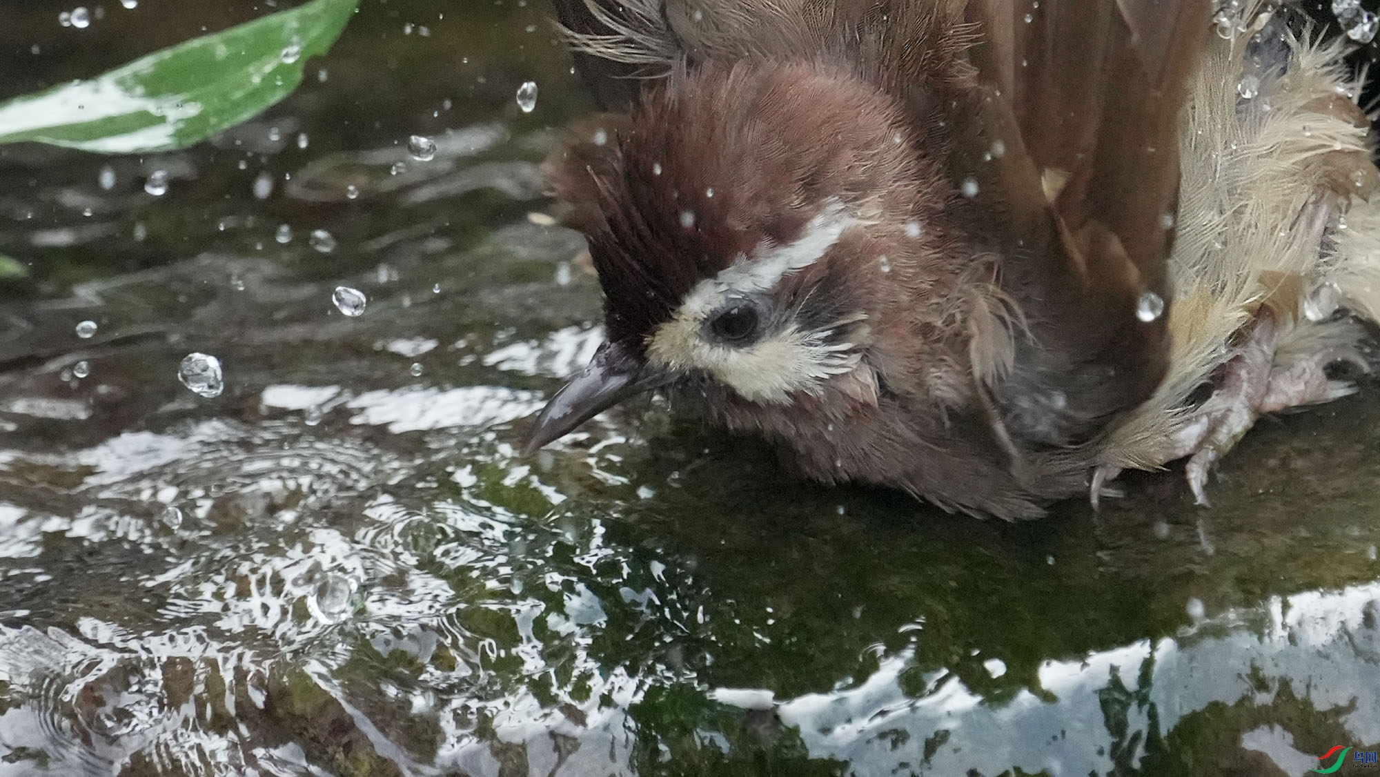 �׼�����Ϸˮ