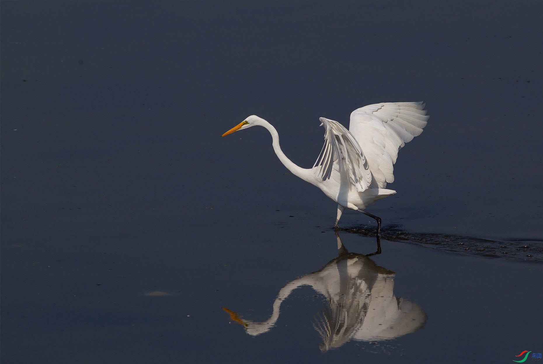 候鸟是秋天写给大自然最美的情诗