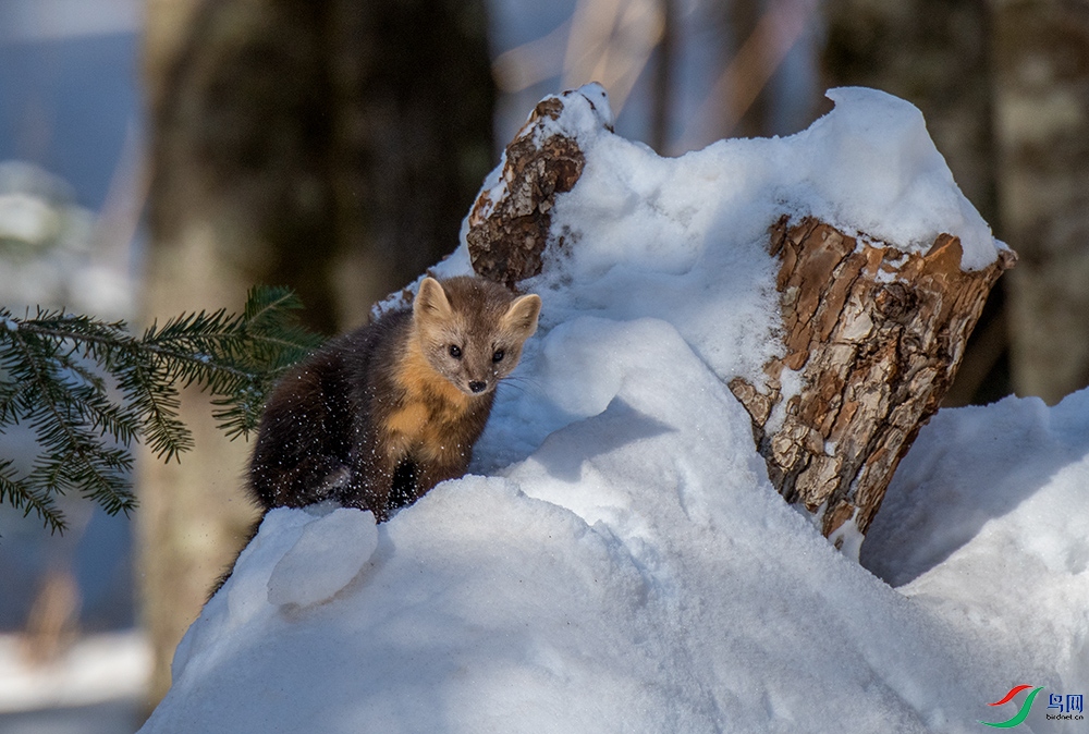 ѩɽ��������