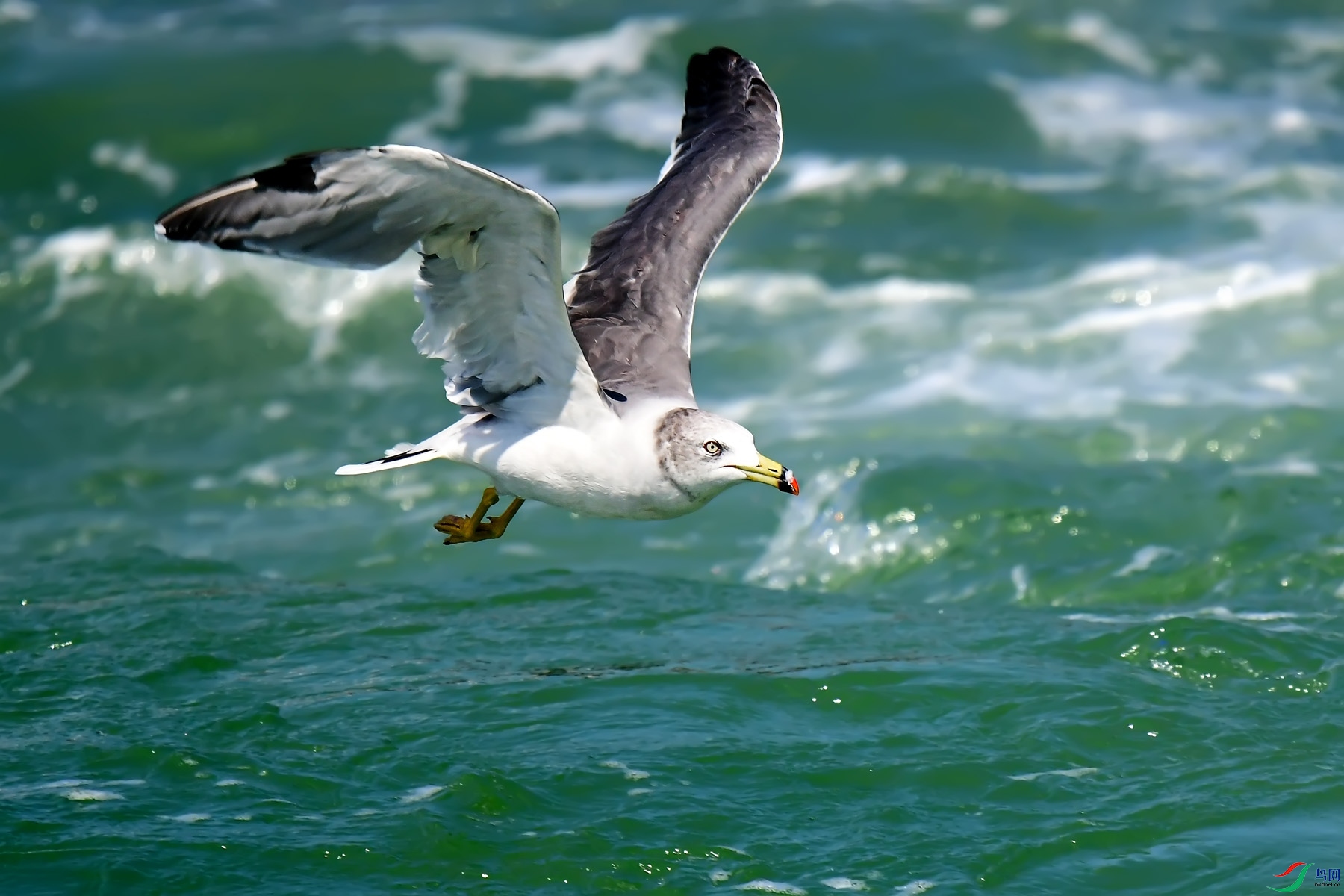 DSC_0252.jpg