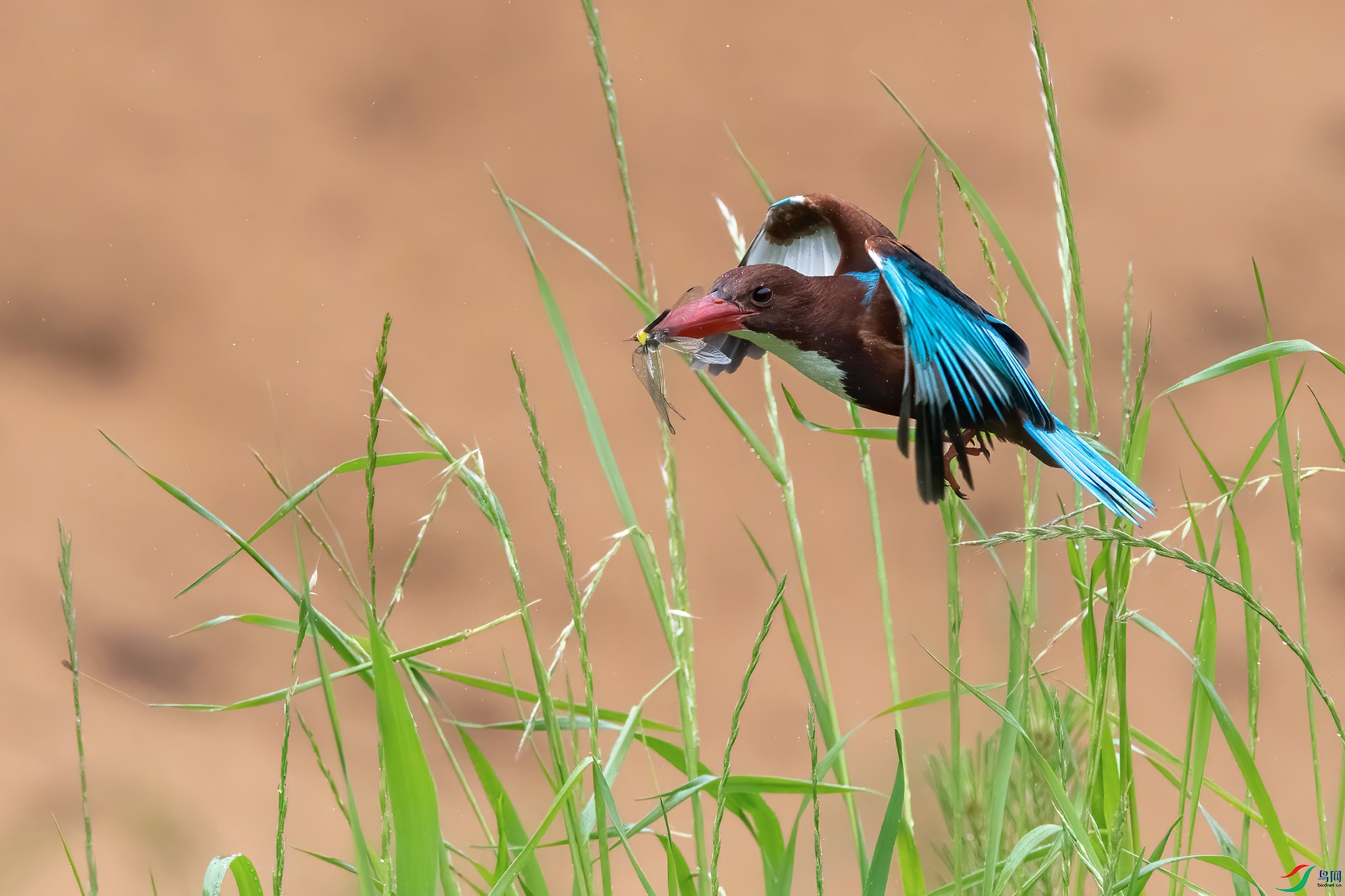 DSC_8355-1.jpg