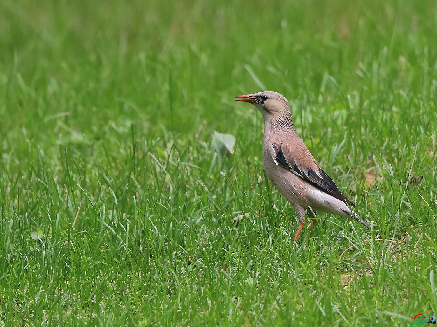 �ǲ�  ��ʦ�����ںӱ�ʡʯ��ׯ��0.jpg