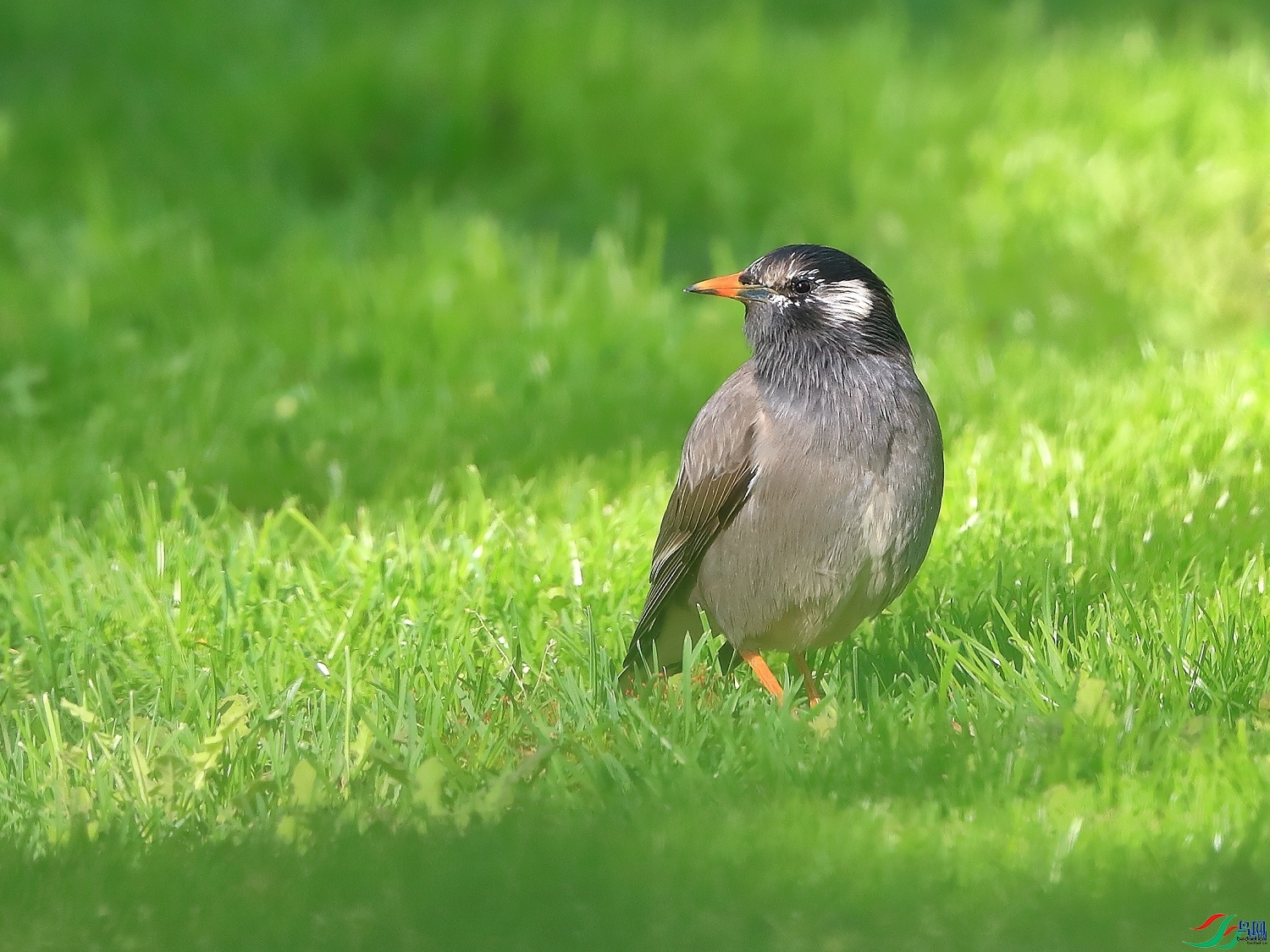 �ǲ�  ��ʦ�����ںӱ�ʡʯ��ׯ��0.jpg