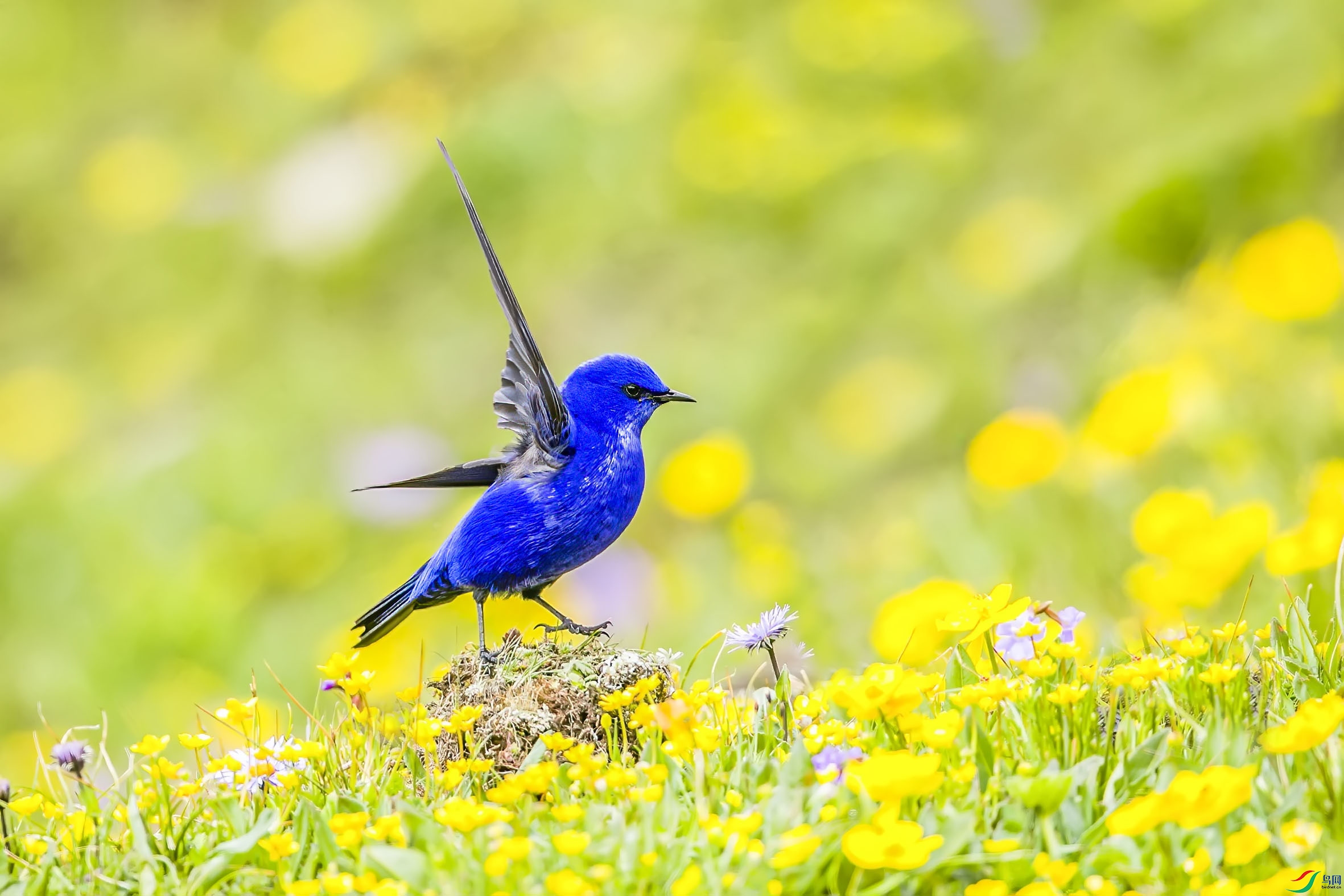 BT1I9978.-.-jpg (11)-.jpg